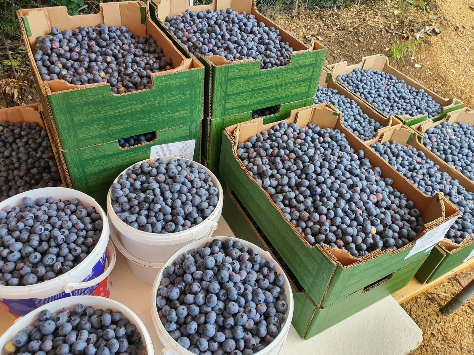 Borůvková plantáž Zdiby foto 2