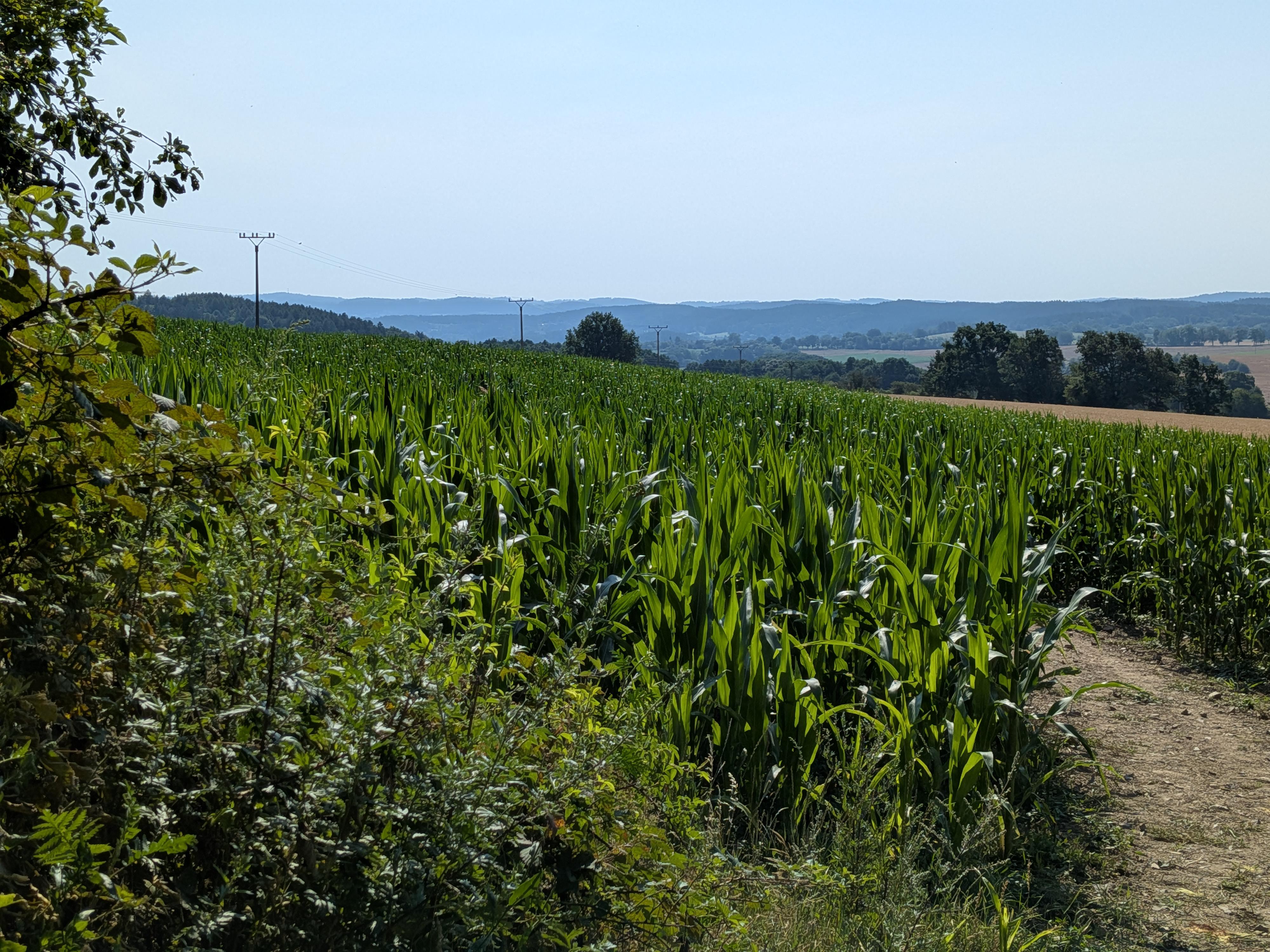 Kukuřičné bludiště Onen Svět foto 2