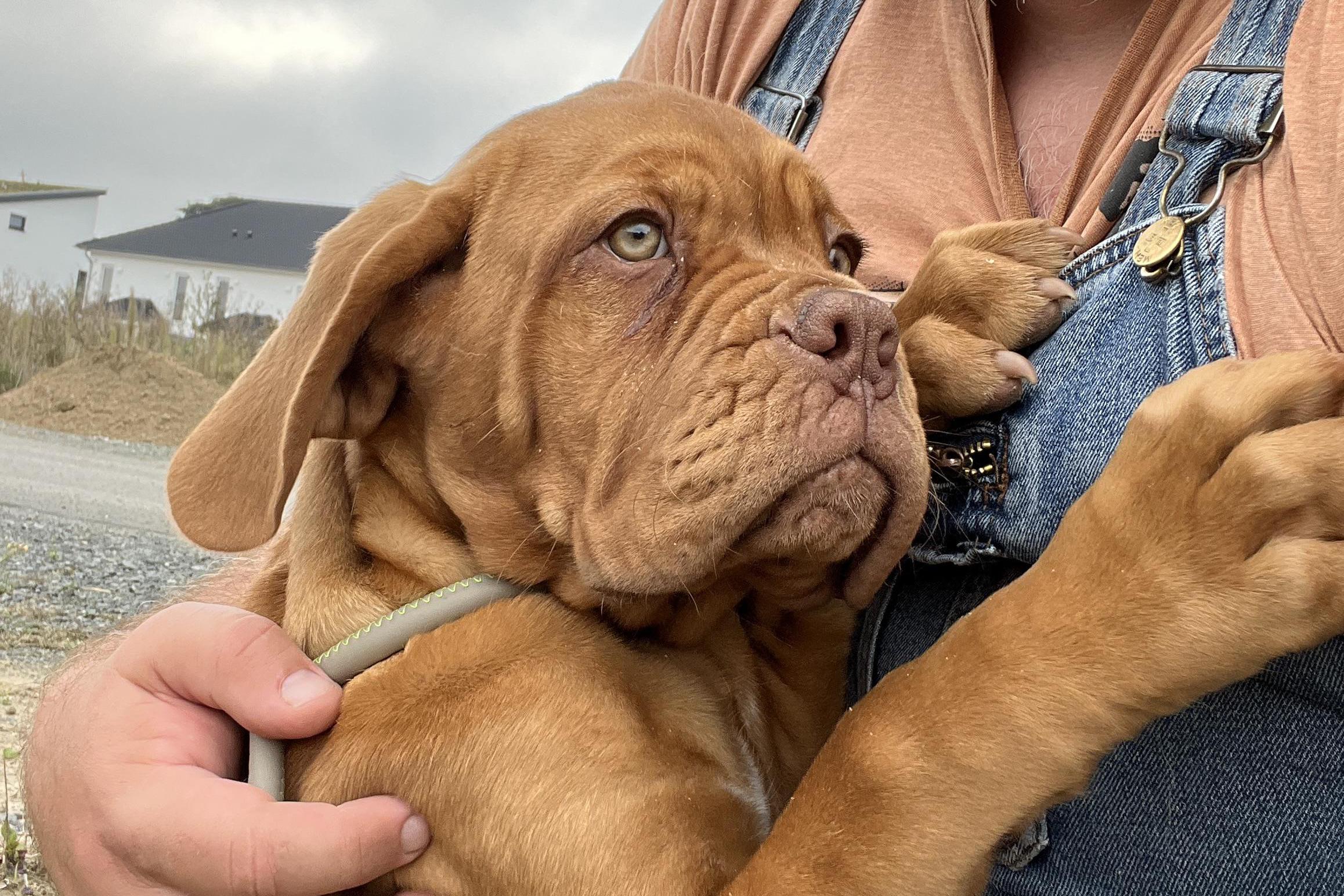 Čedog Pet Transport