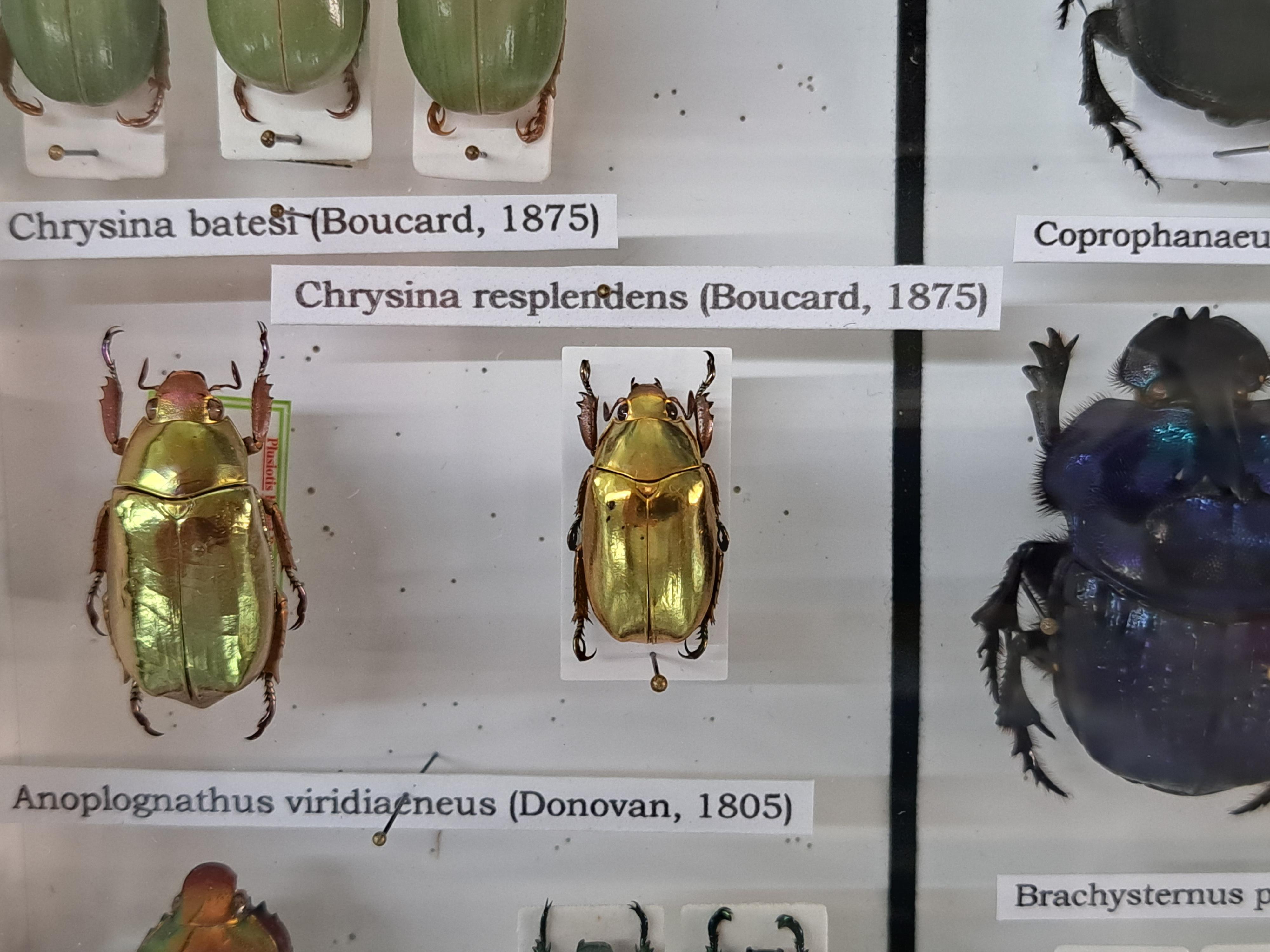 Muzeum motýlů a brouků Hlinsko foto 5