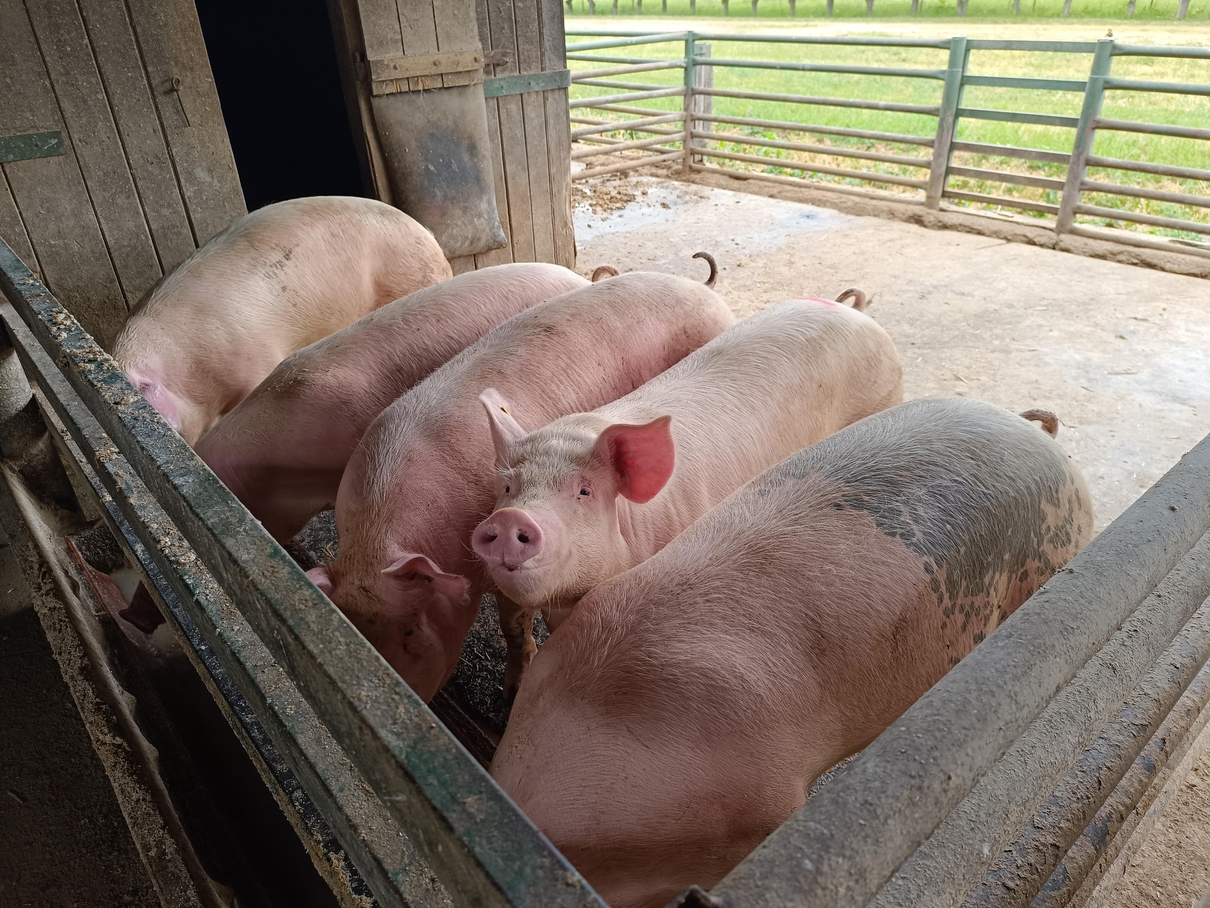 TERRA Kaplíř foto 3