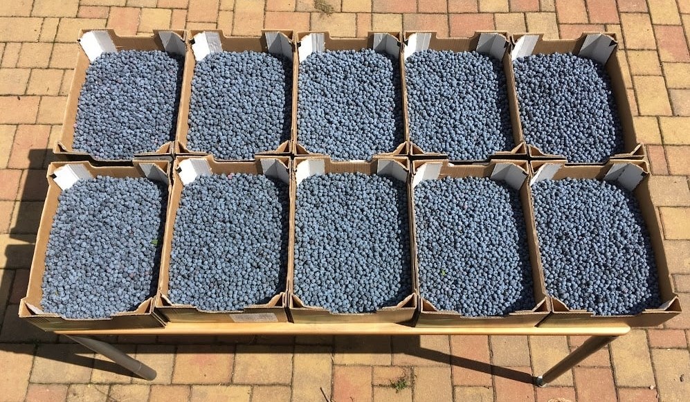 Borůvková plantáž Zdiby foto 4