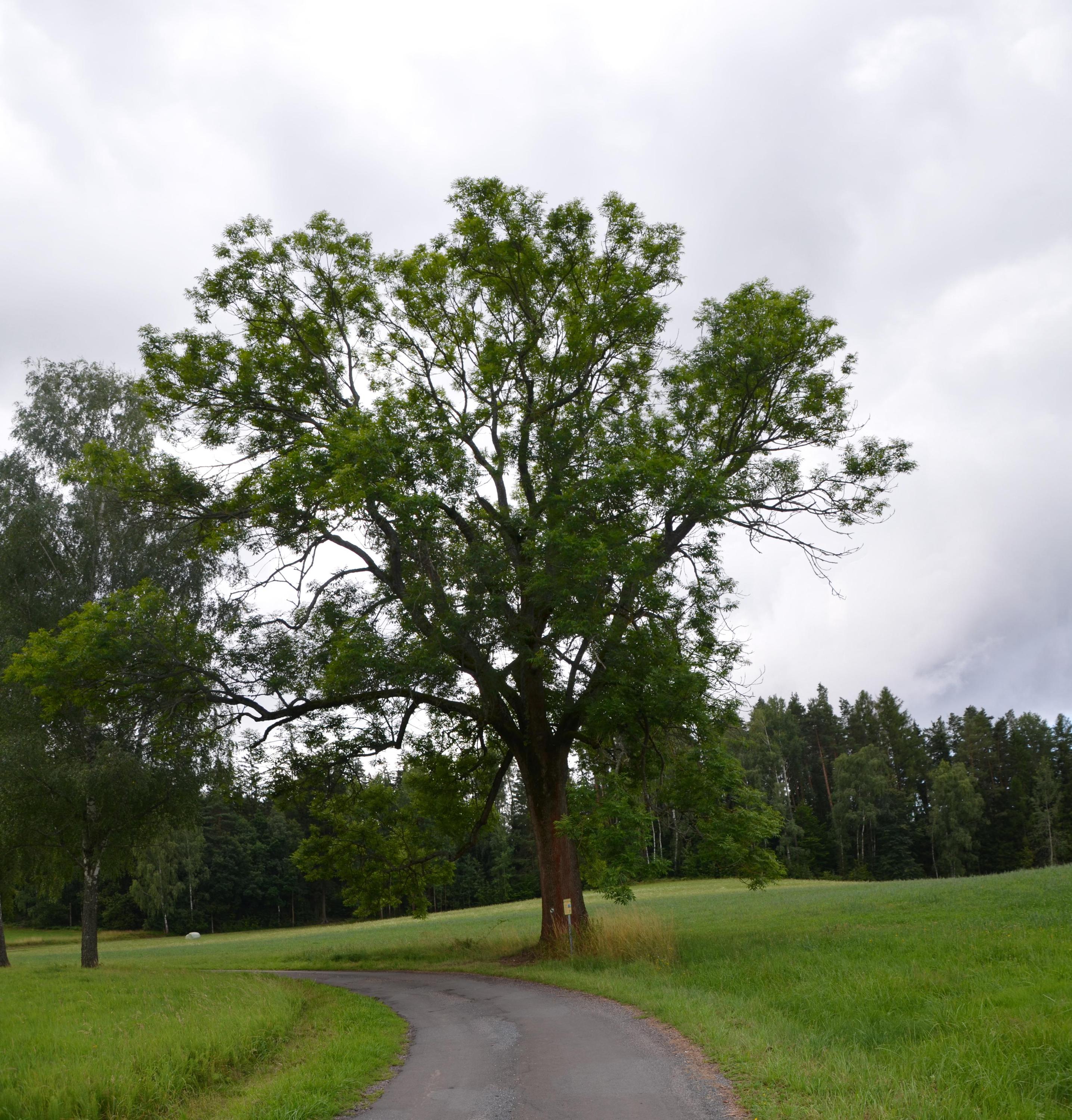 Hřebčín Siana foto 3