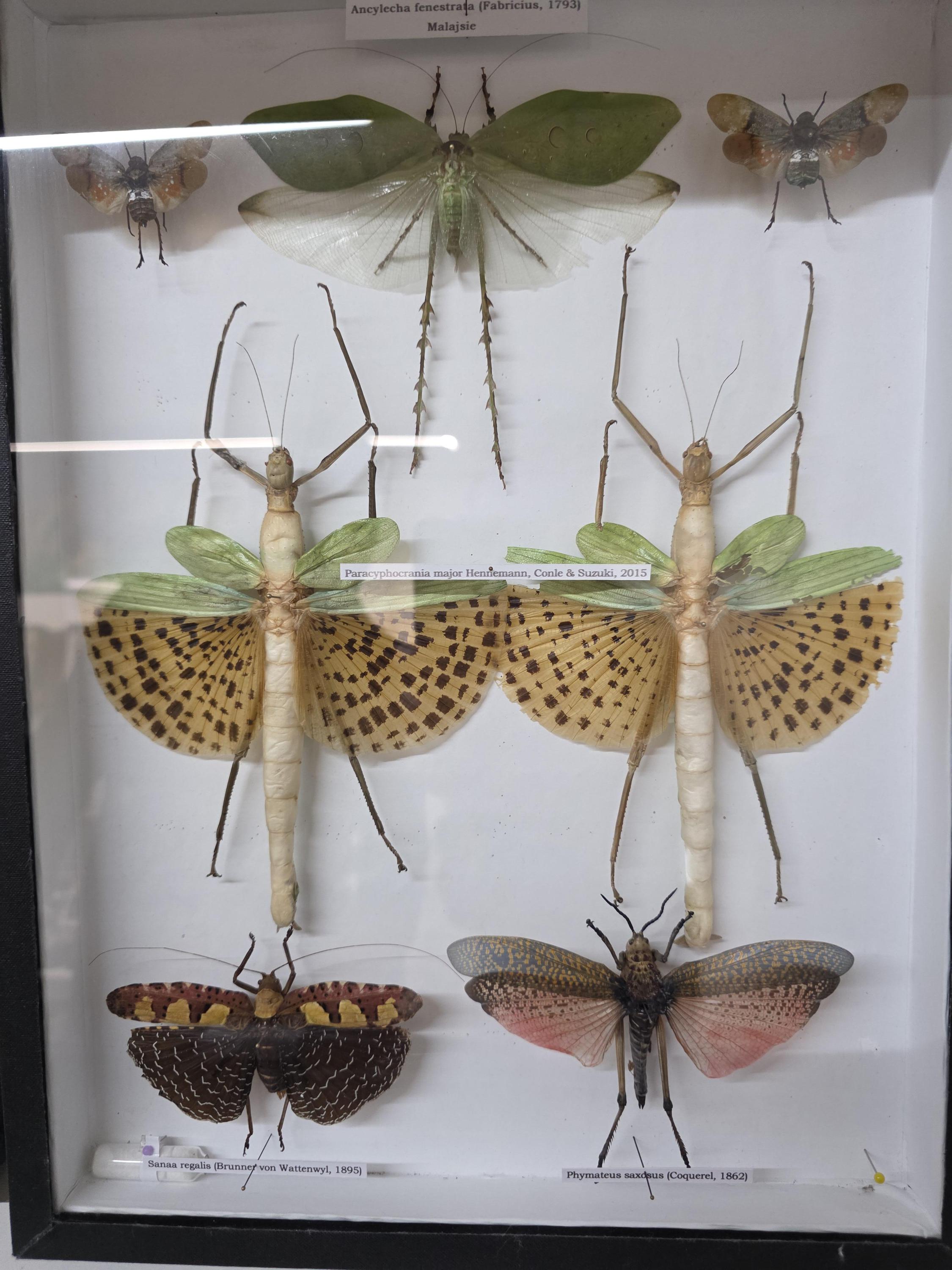 Muzeum motýlů a brouků Hlinsko foto 3