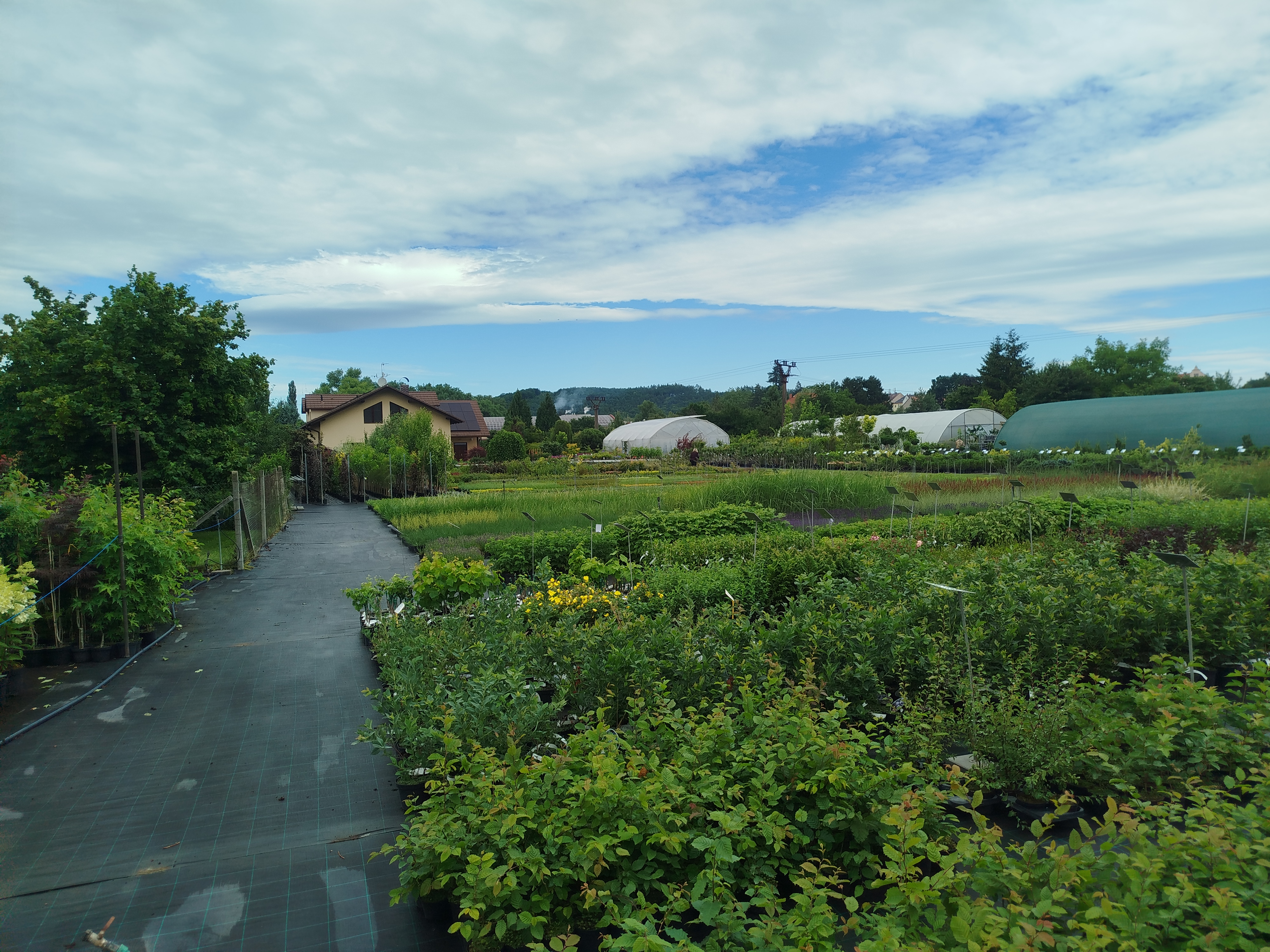 Zahradnictví Hrabík foto 5