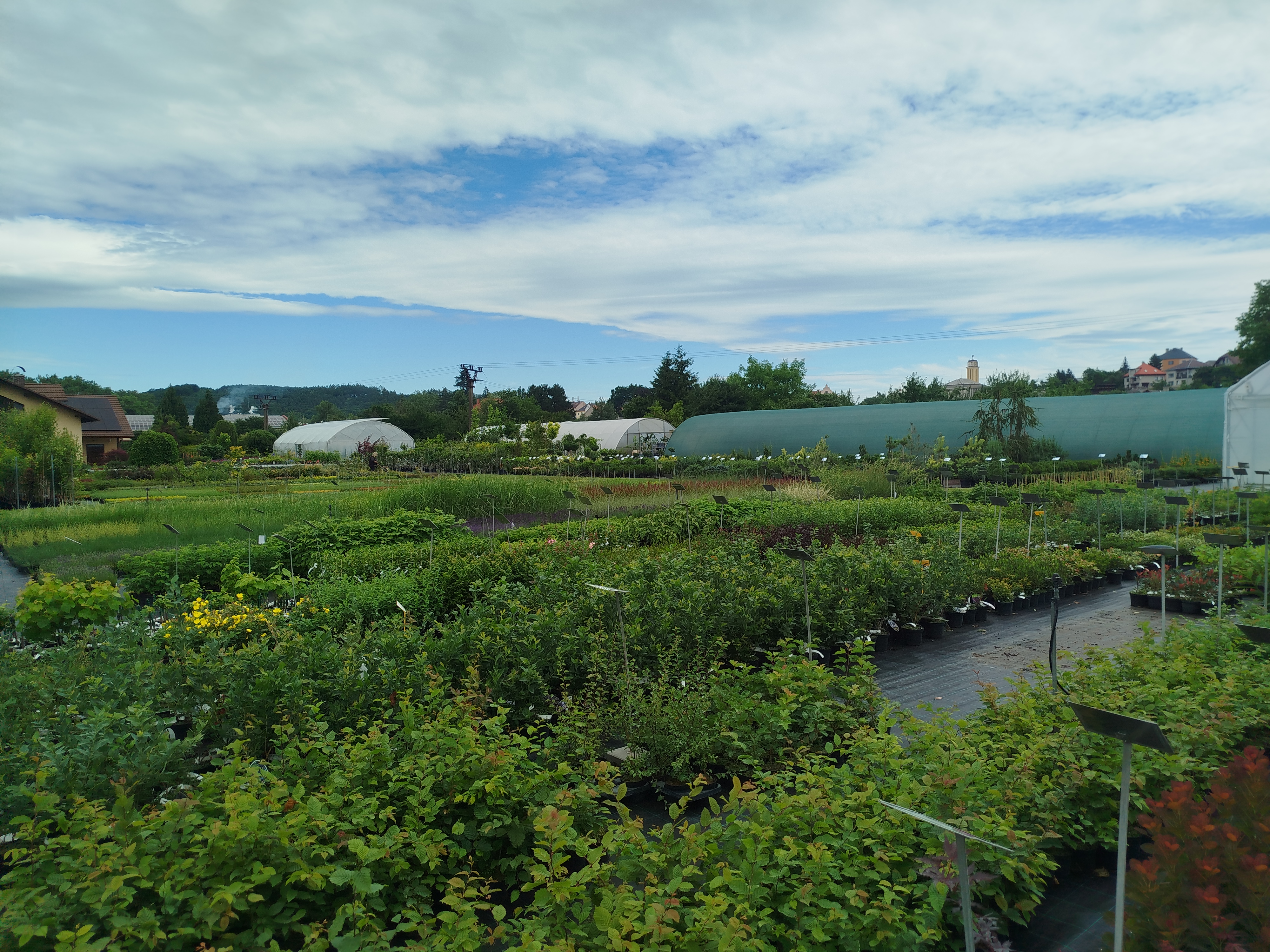 Zahradnictví Hrabík foto 6