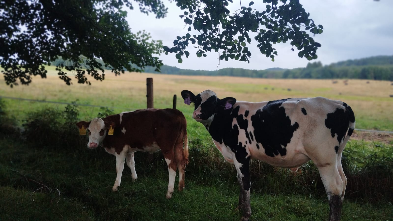 Azyl Heidrún z.s. foto 2