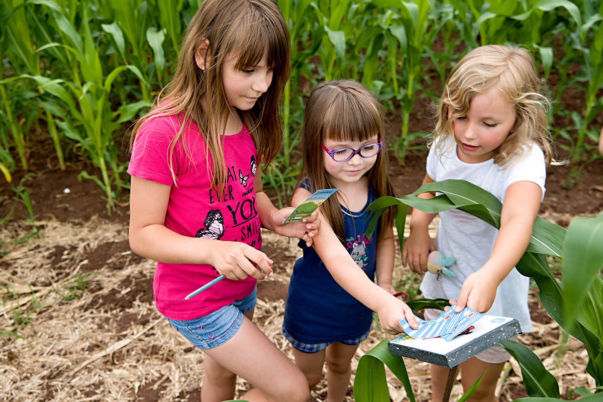 Kukuřičáci – Obří kukuřičné bludiště Opava