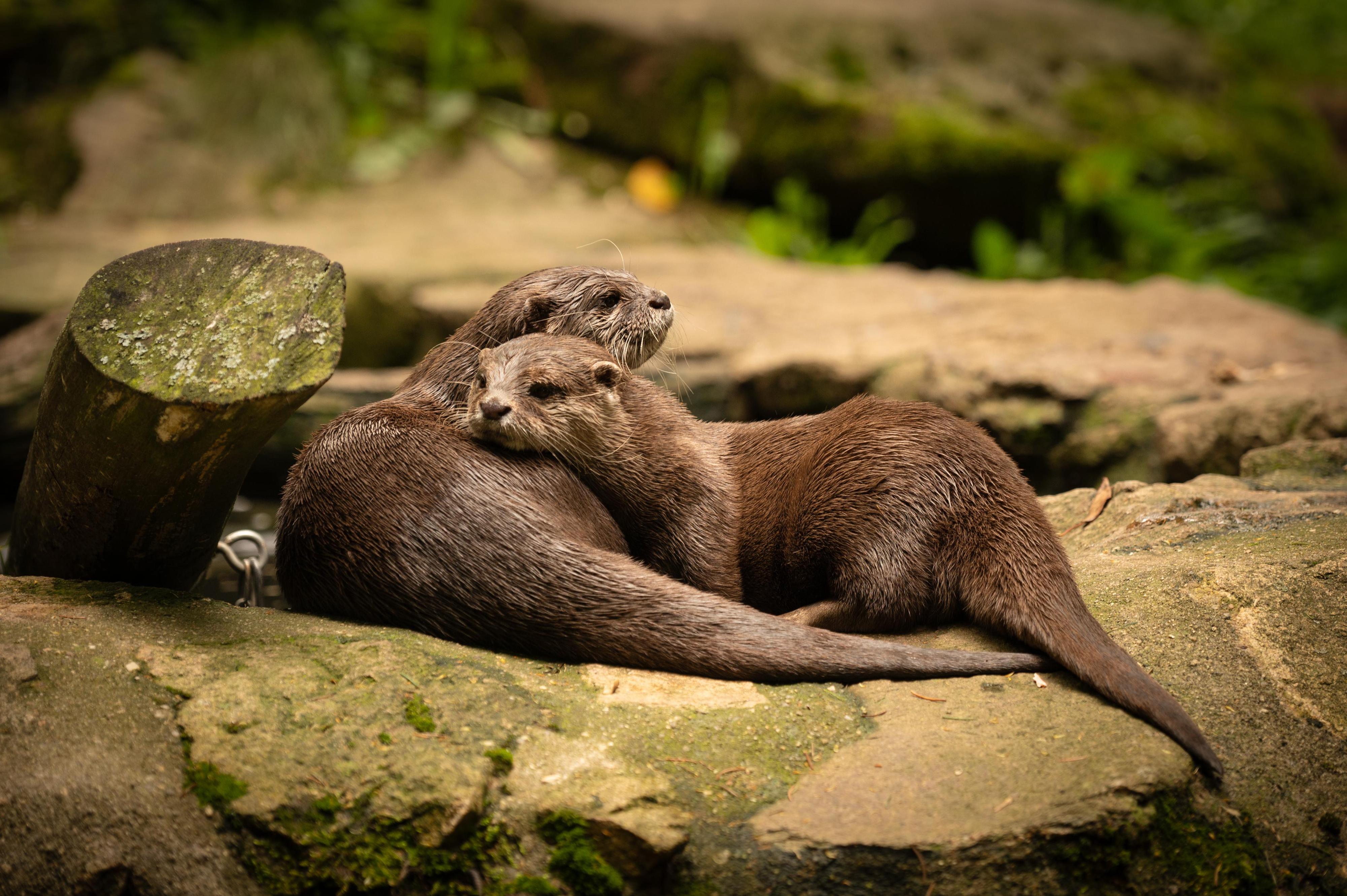 Zoologická zahrada Na Hrádečku foto 5