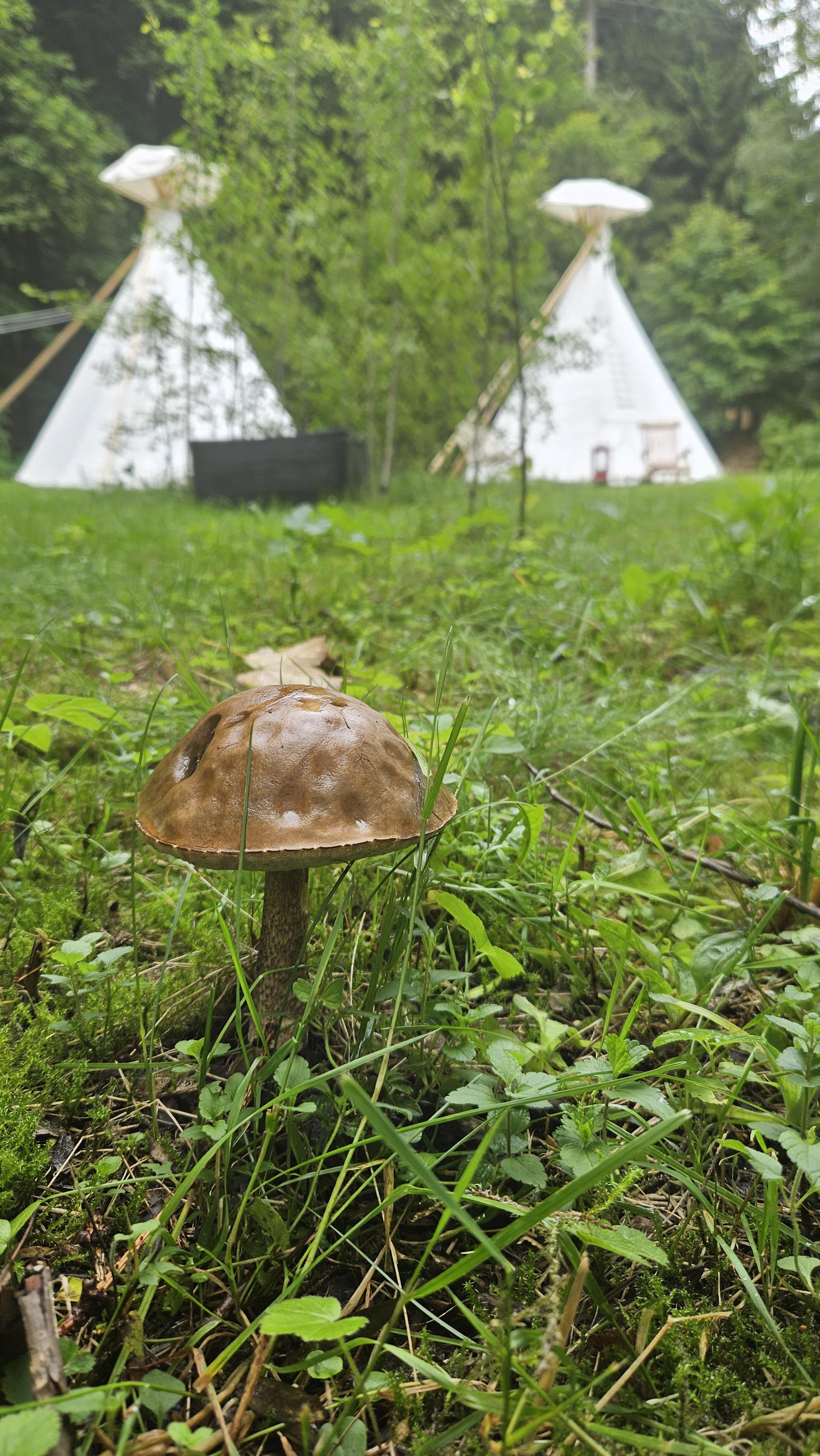 Teepee U Šedého vlka foto 4