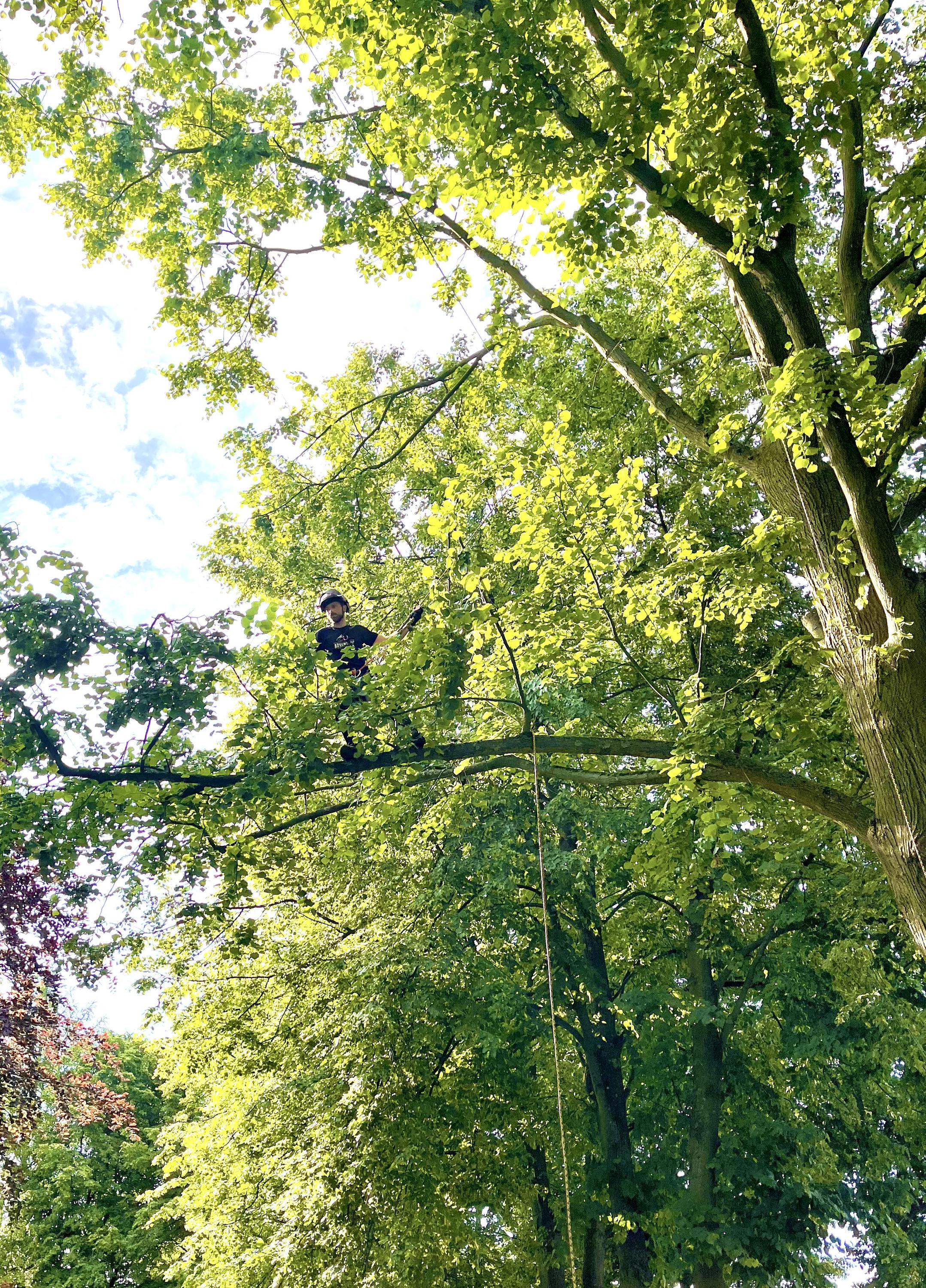 Arboristické práce,rizikové kácení-Jaroslav Kovář foto 4