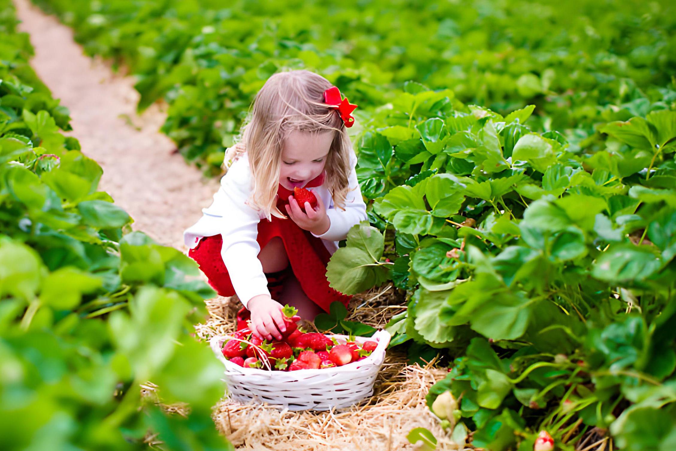 Farmářská zelenina Luděk a Irena Bodlákovi