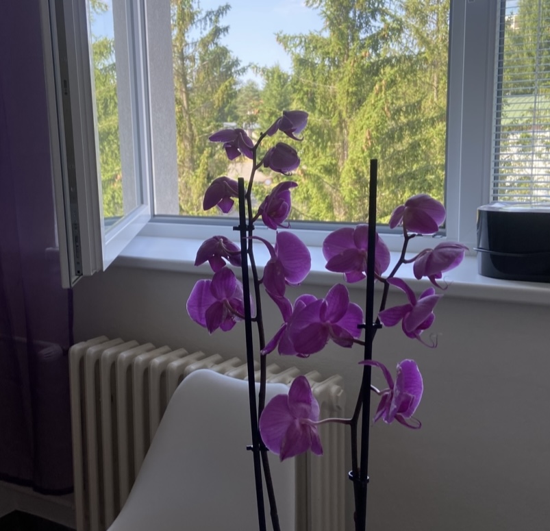 Masáže Studio Bene foto 4