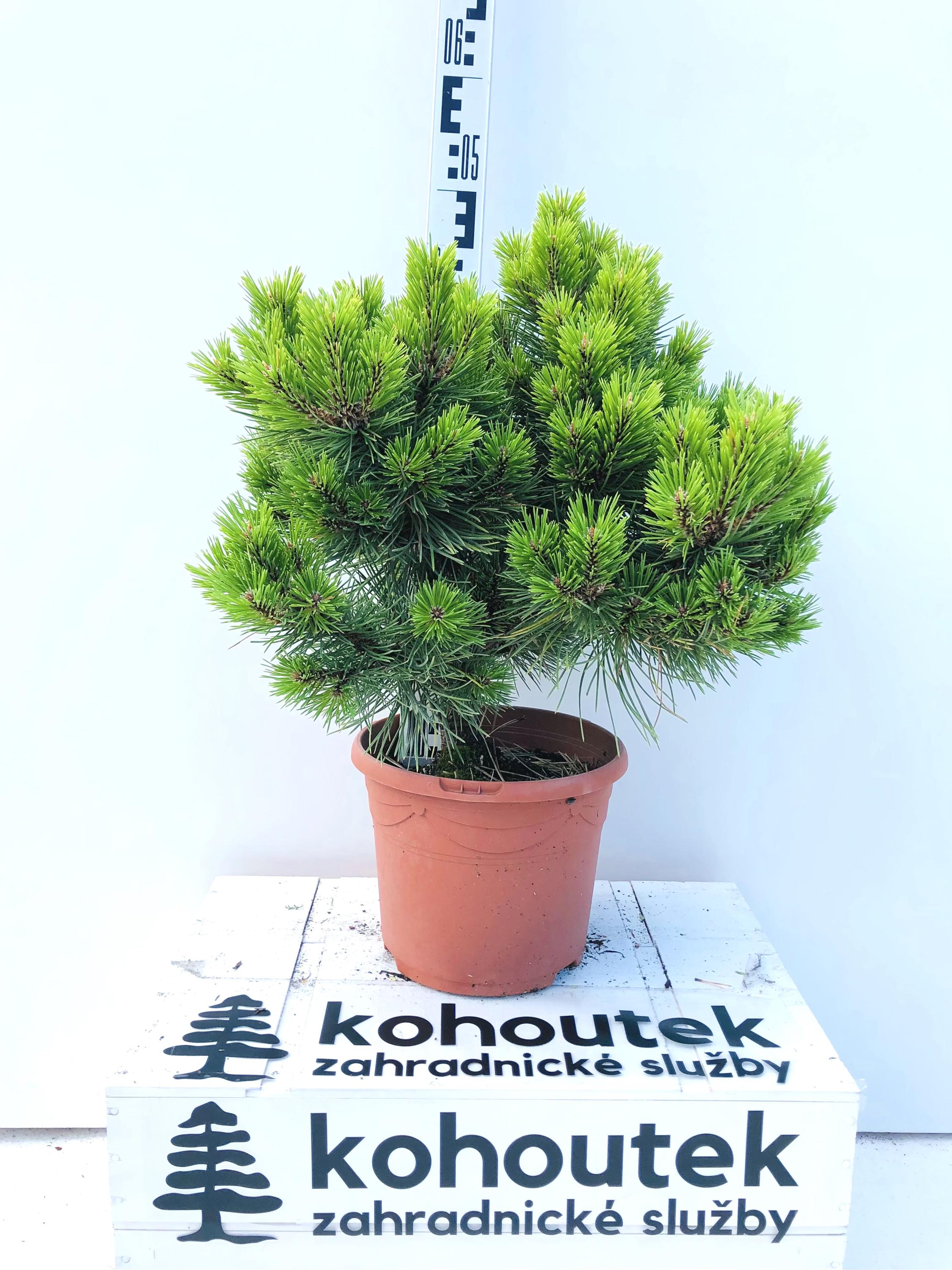 Kohoutek - zahradnické služby foto 2