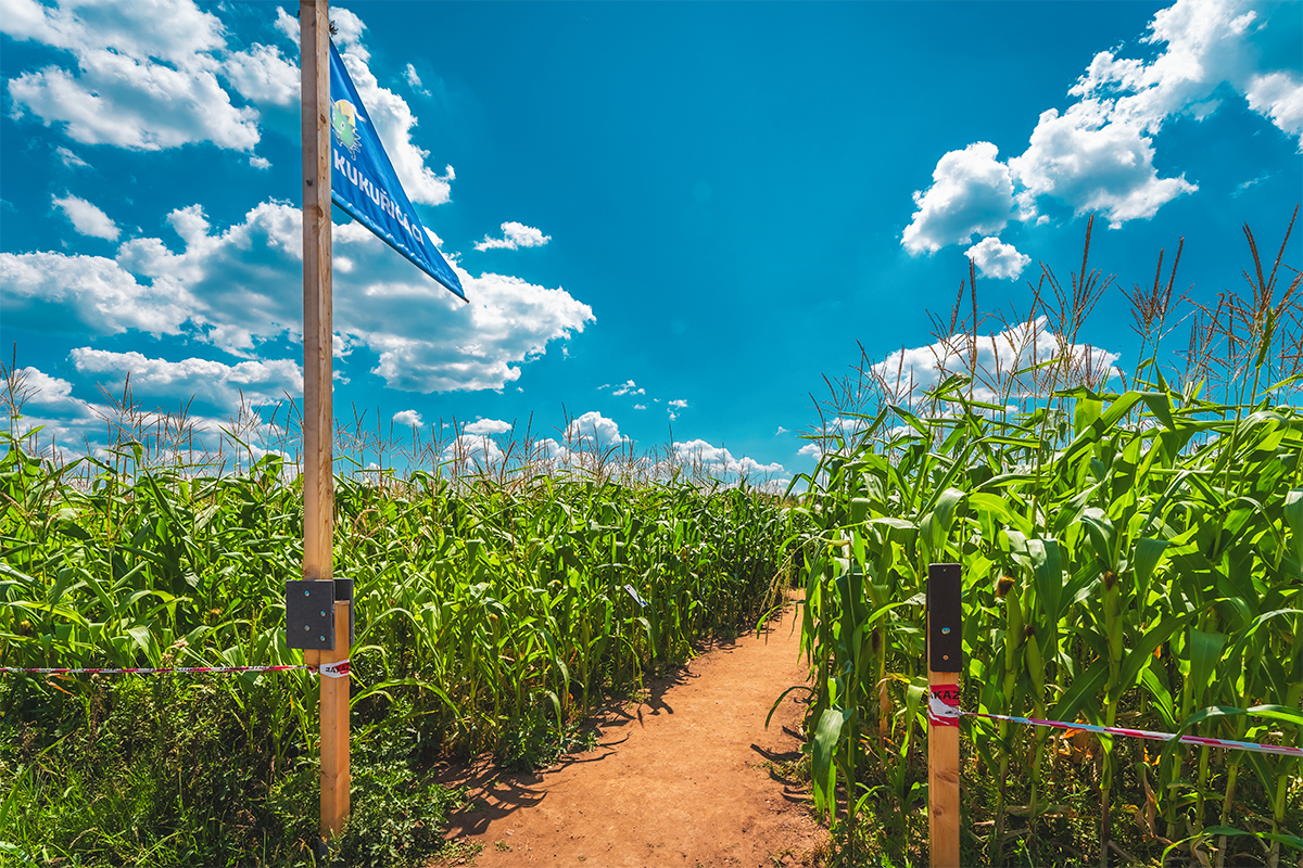 Kukuřičáci – Obří kukuřičné bludiště Litomyšl