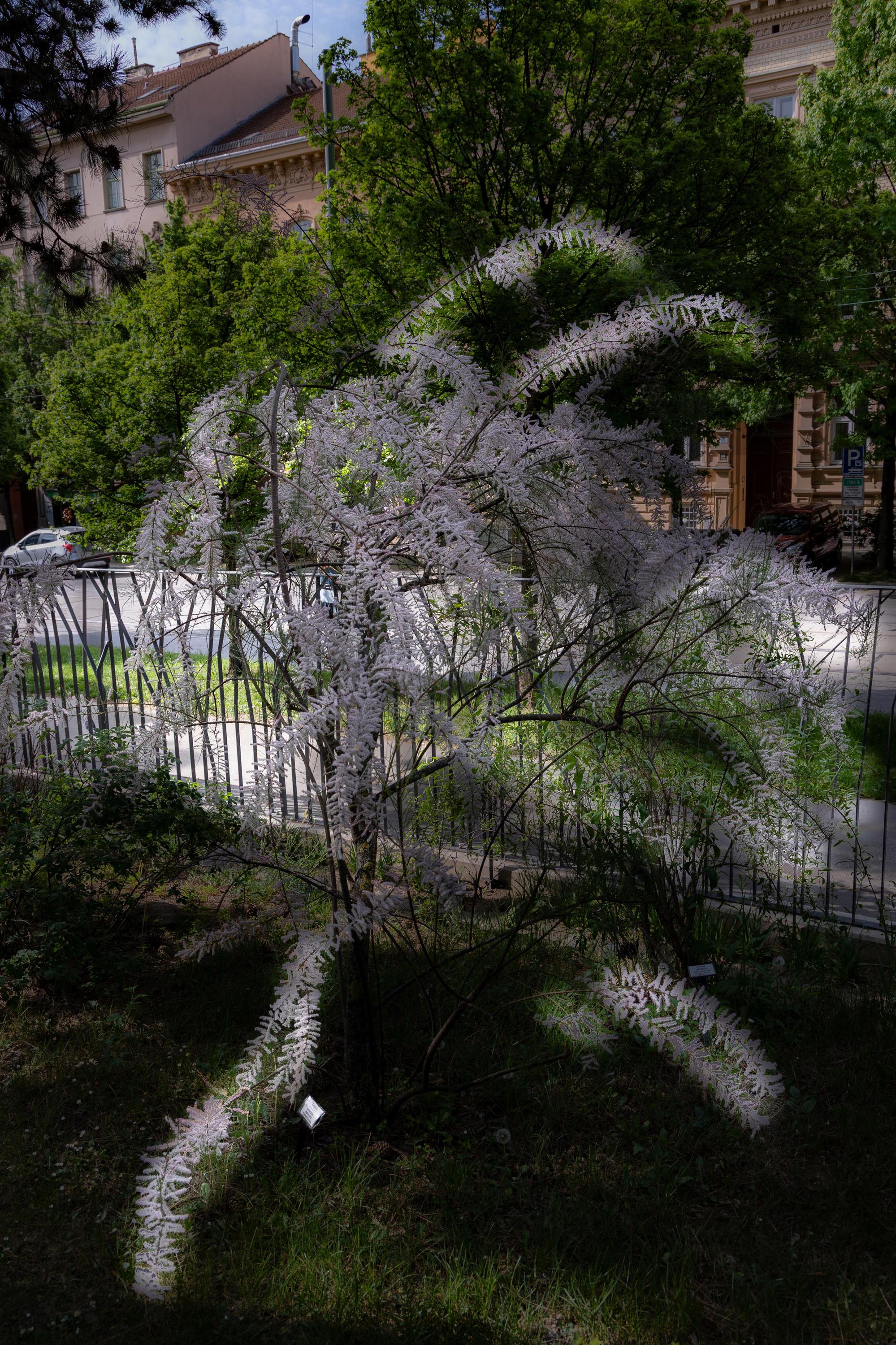 Botanická zahrada Přírodovědecké fakulty Masarykovy univerzity foto 2
