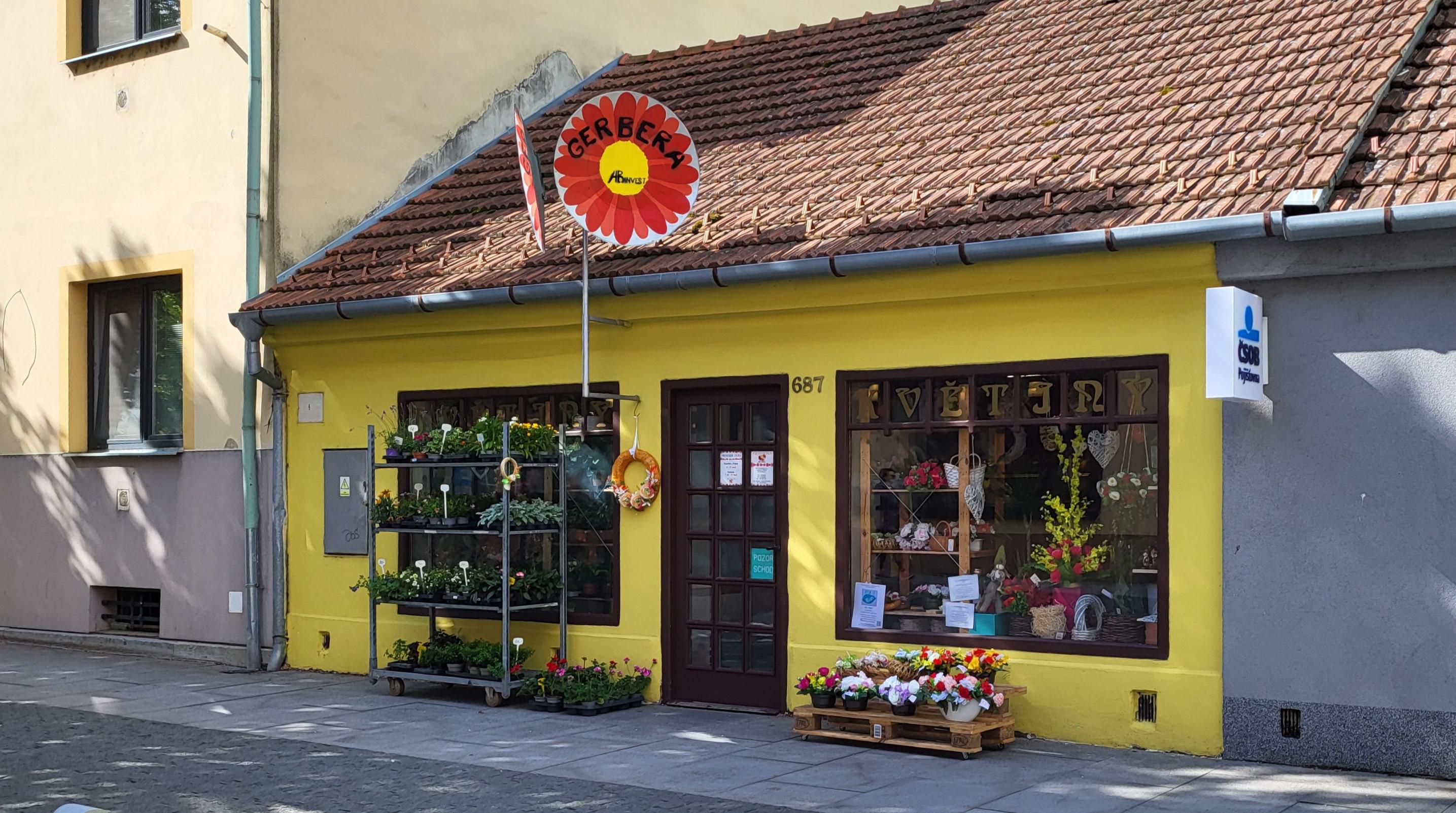 Květiny GERBERA foto 3