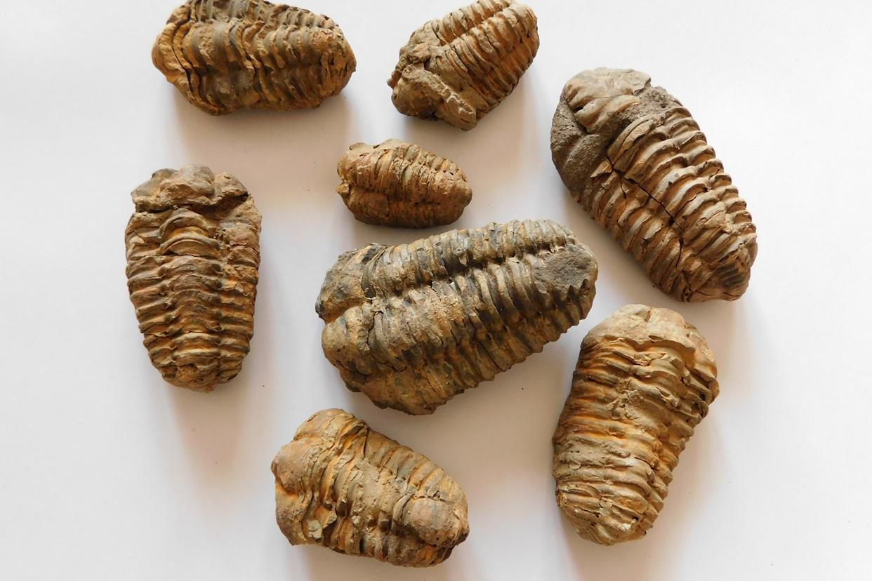 Trilobity pozdrav z historie planety země