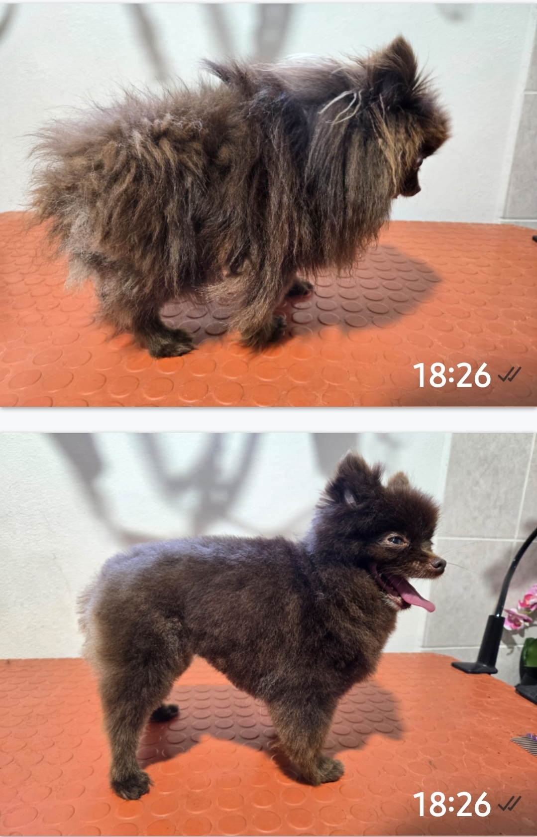 Petra Kratochvílová stříhání psů foto 2