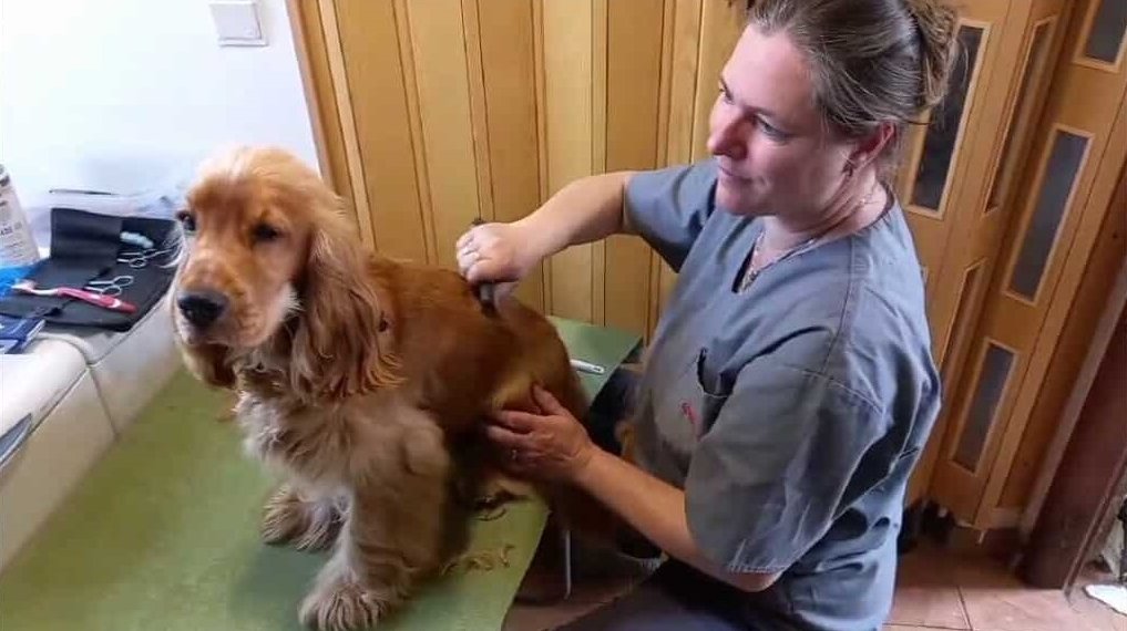 Stříhání a úprava psů Jarka Tichá