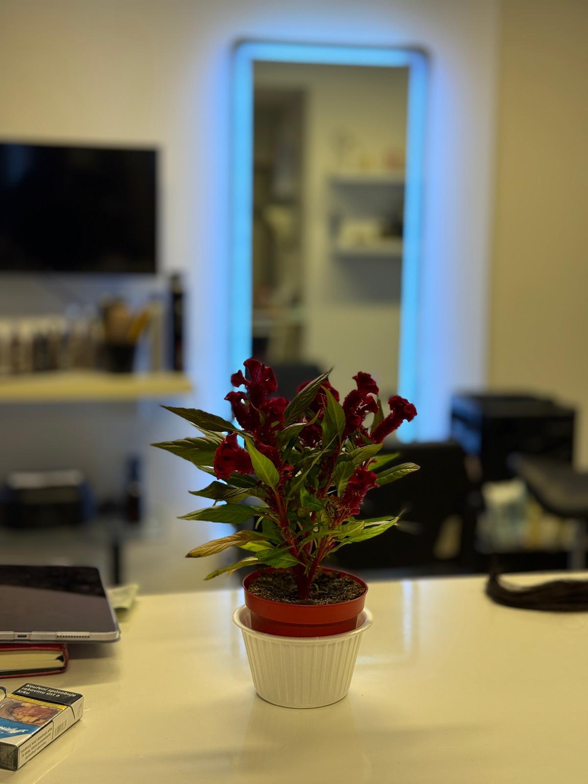 Vlasové studio Dominiky Bětíkové foto 6