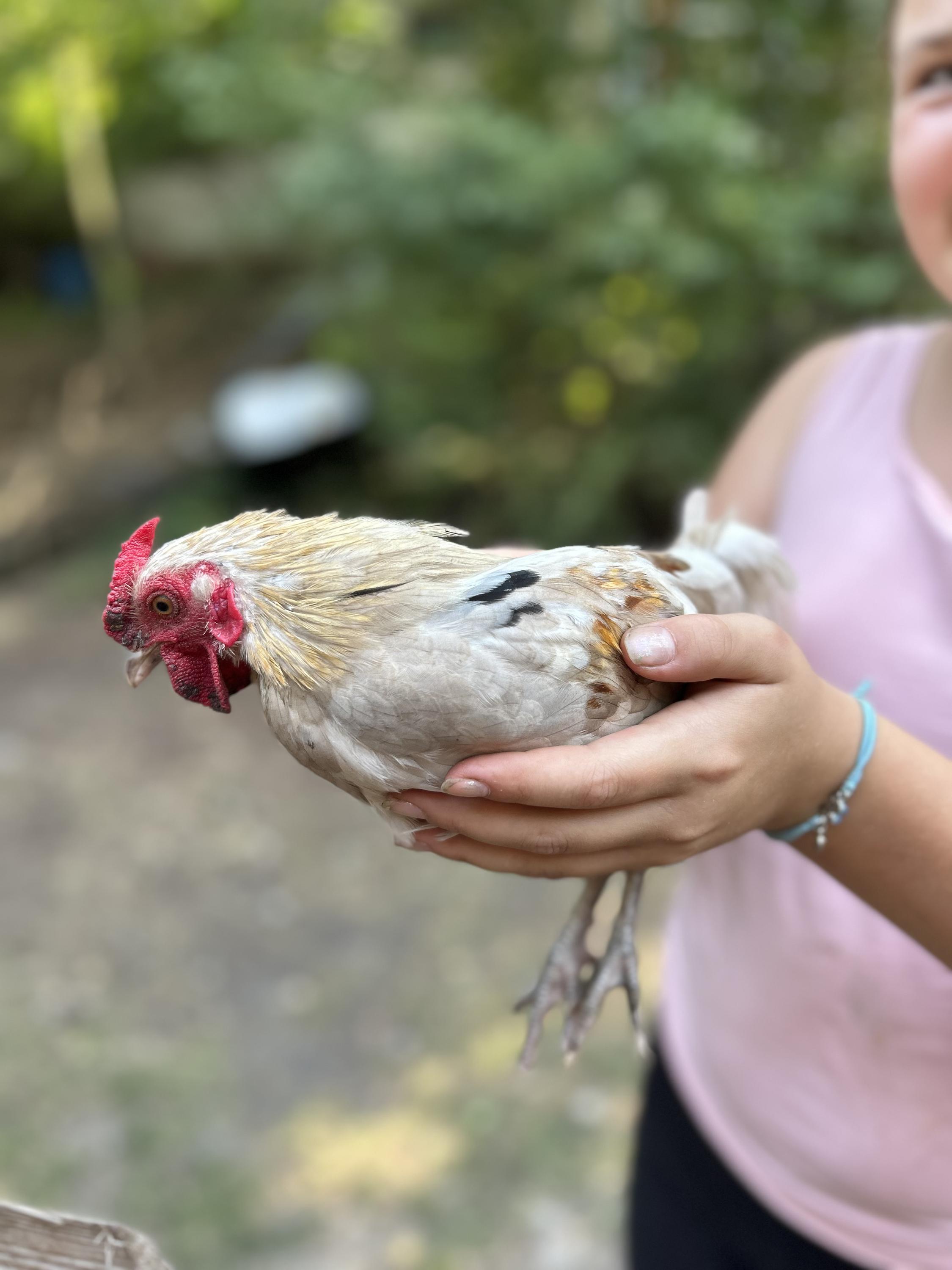 Malý farmář komunitní zahrada foto 6