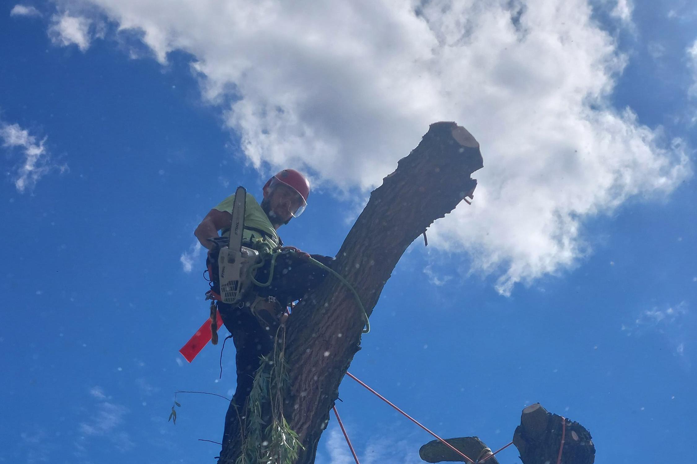 Richard Hervíř - arborista