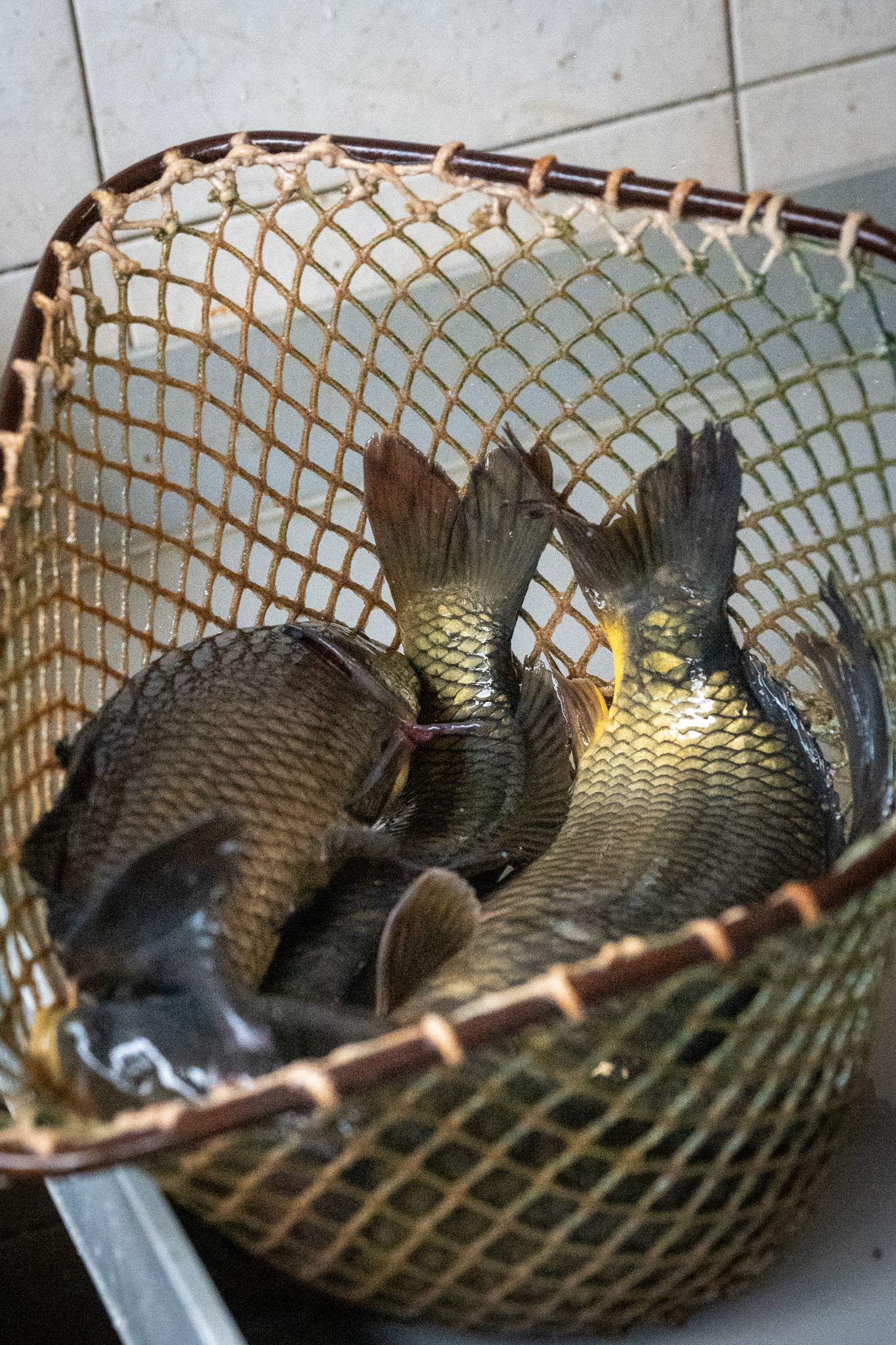 Štičí líheň - ESOX foto 4