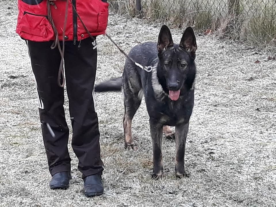 Český kynologický svaz ZKO Rousovice - 325 foto 6