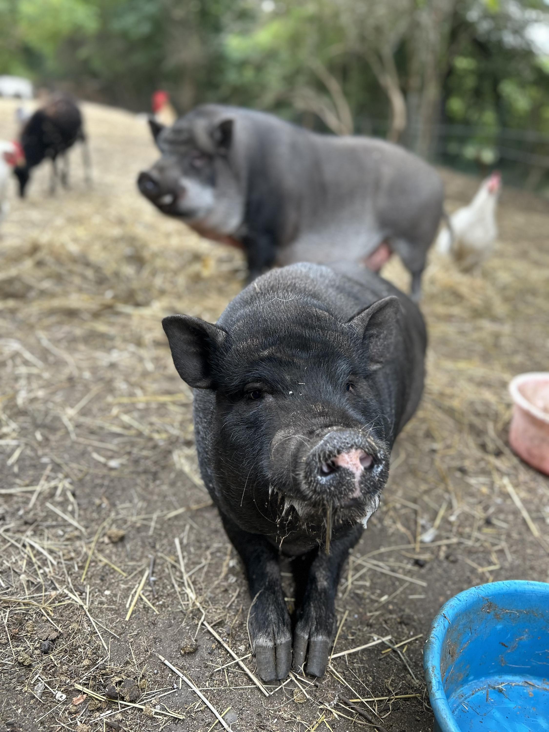 Malý farmář komunitní zahrada foto 2