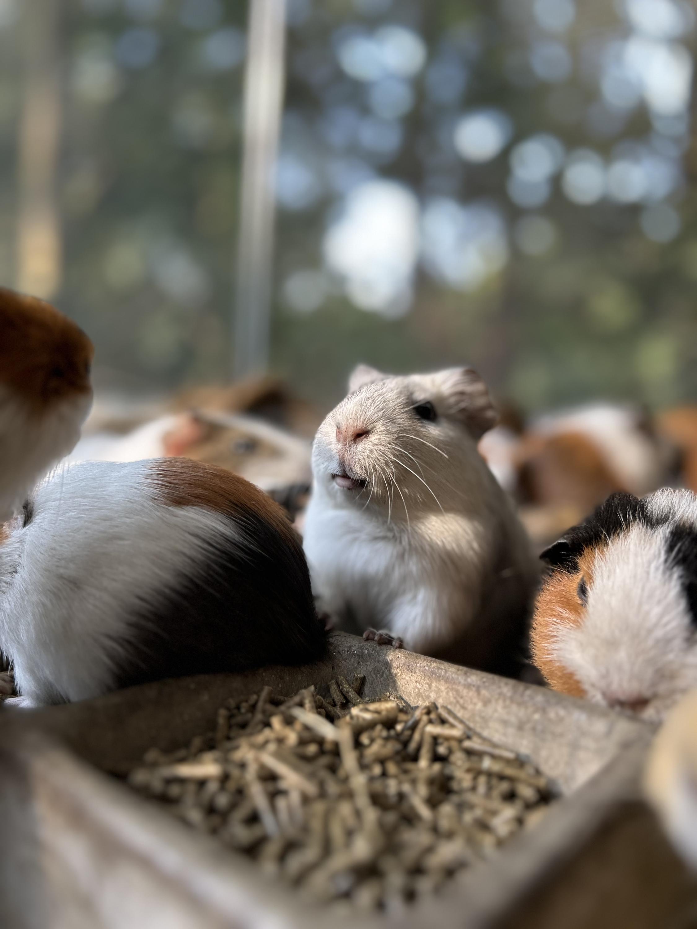 Malý farmář komunitní zahrada foto 1