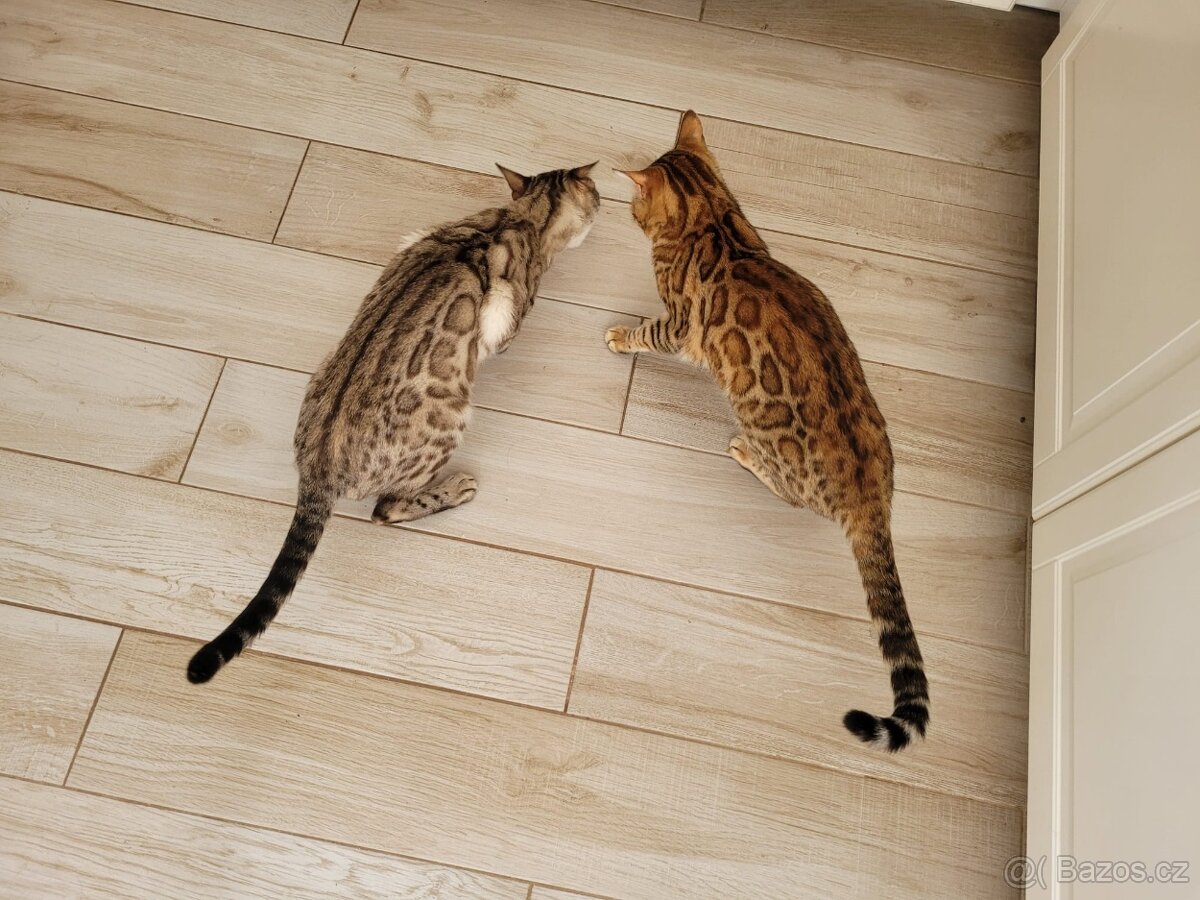 BeBePets - chovatelská stanice Bengálských koček foto 1