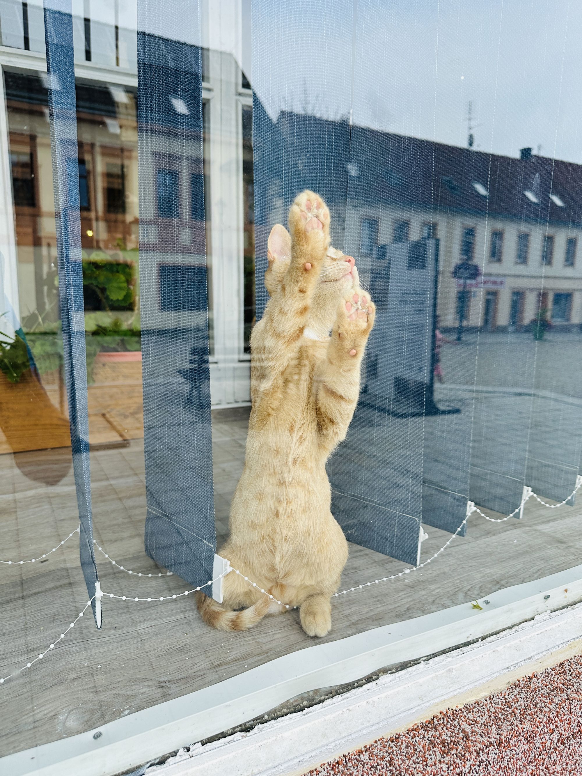 Kafe U Kočky foto 3