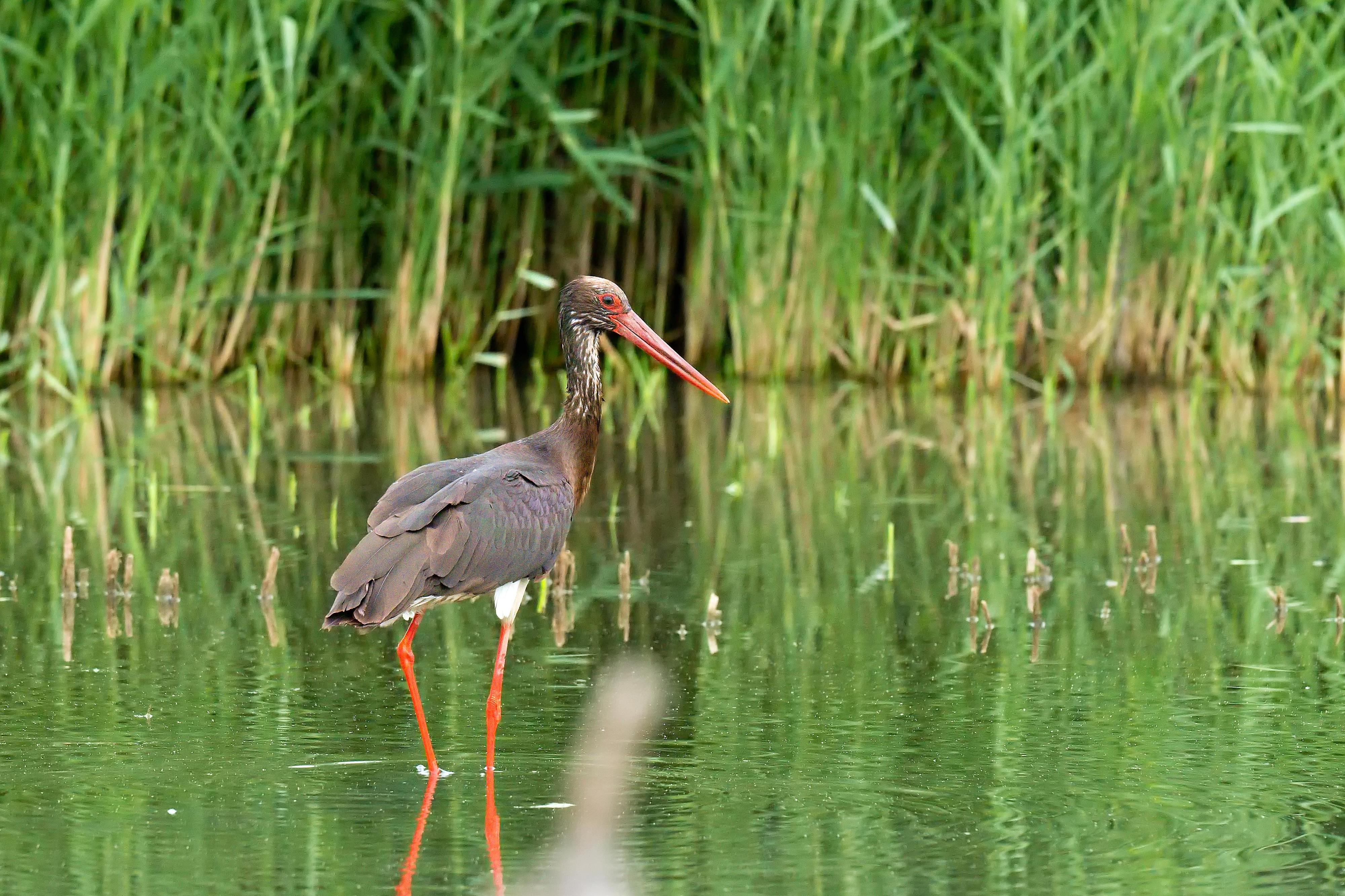 Jezero Lenešice foto 4