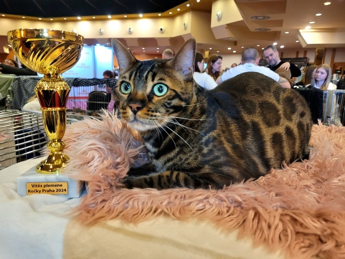 BeBePets - chovatelská stanice Bengálských koček foto 2