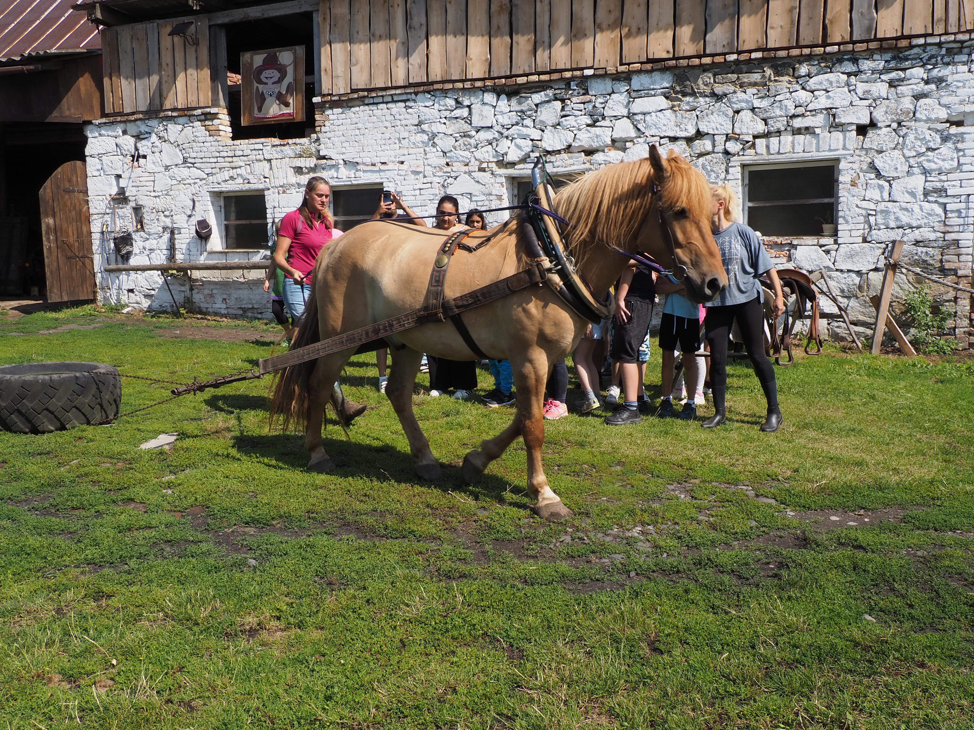 Toulavý kůň - stáj Mukařov z.s. foto 2