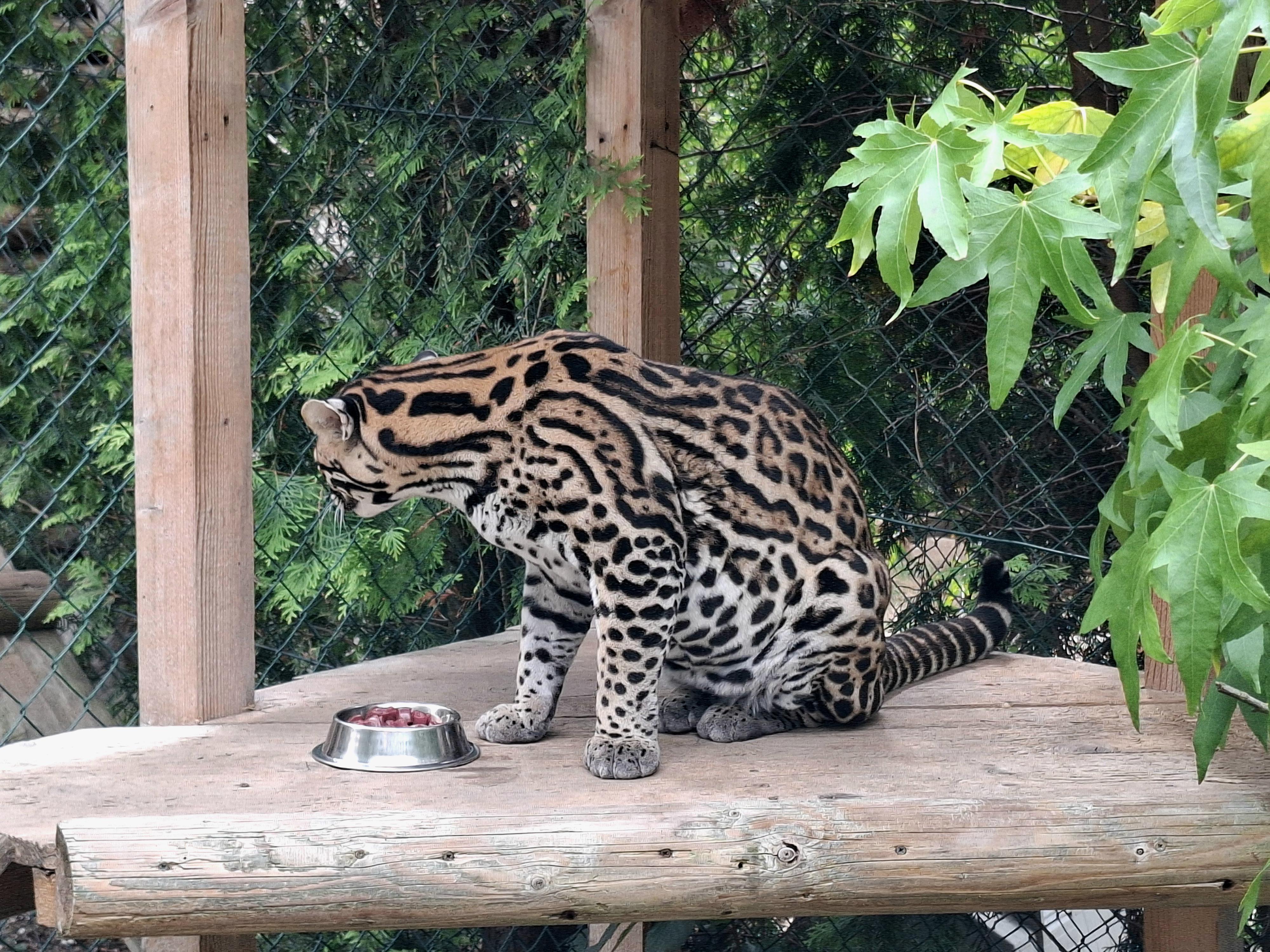 Minizoo - Šelmy, kočky, koťata foto 4