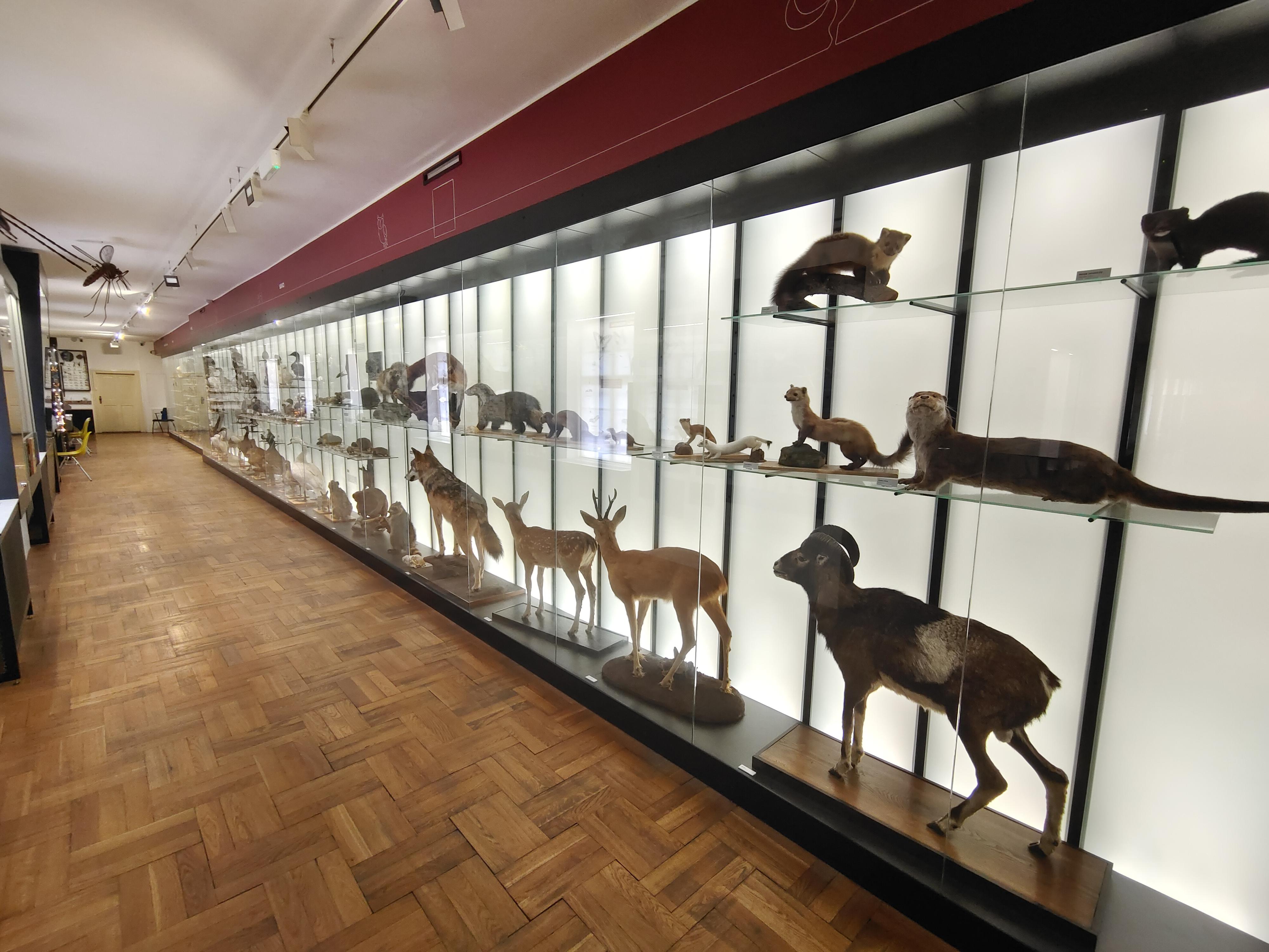 Vlastivědné muzeum v Olomouci foto 5