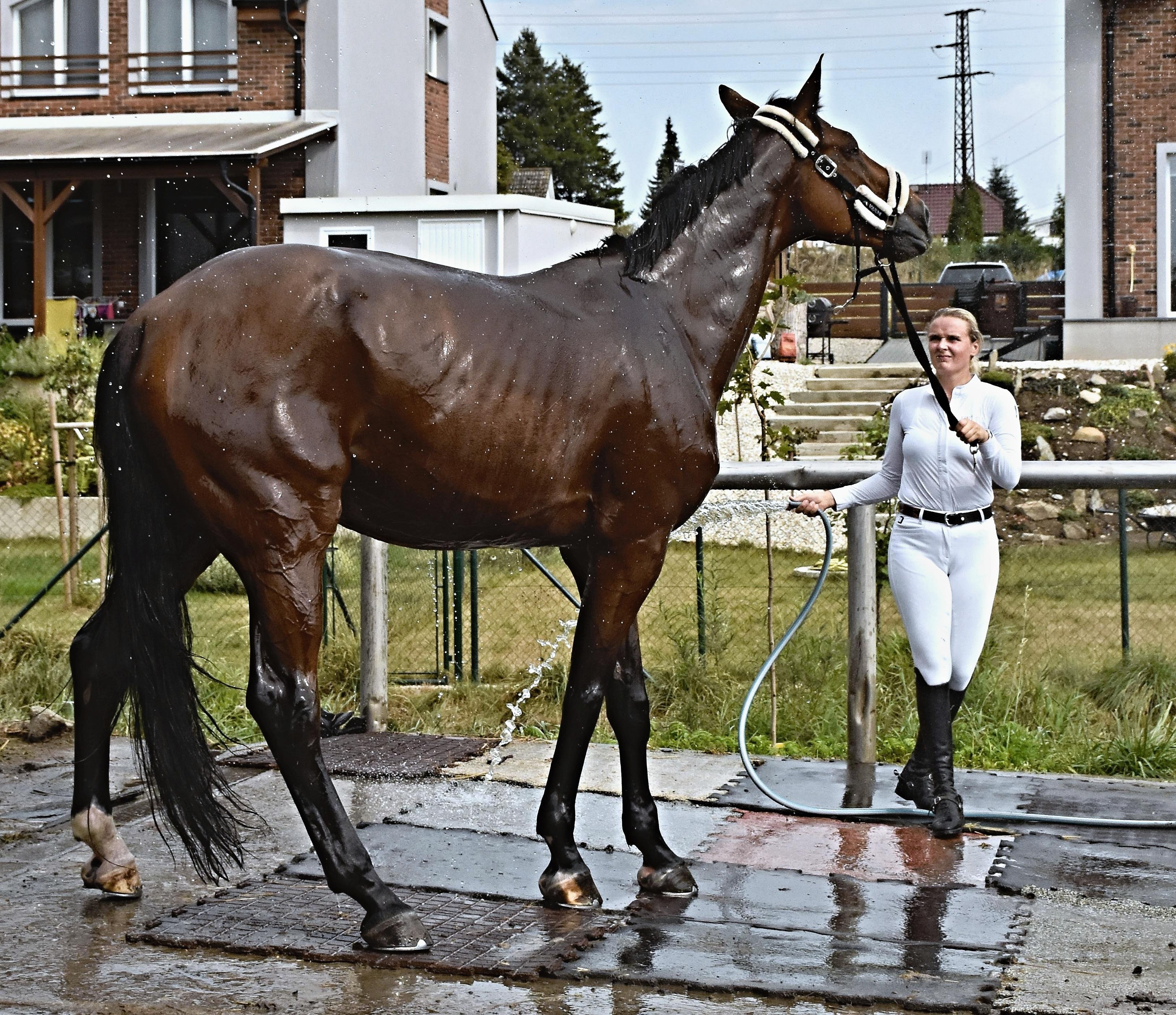 Jezdecký klub Opava - Kateřinky foto 3