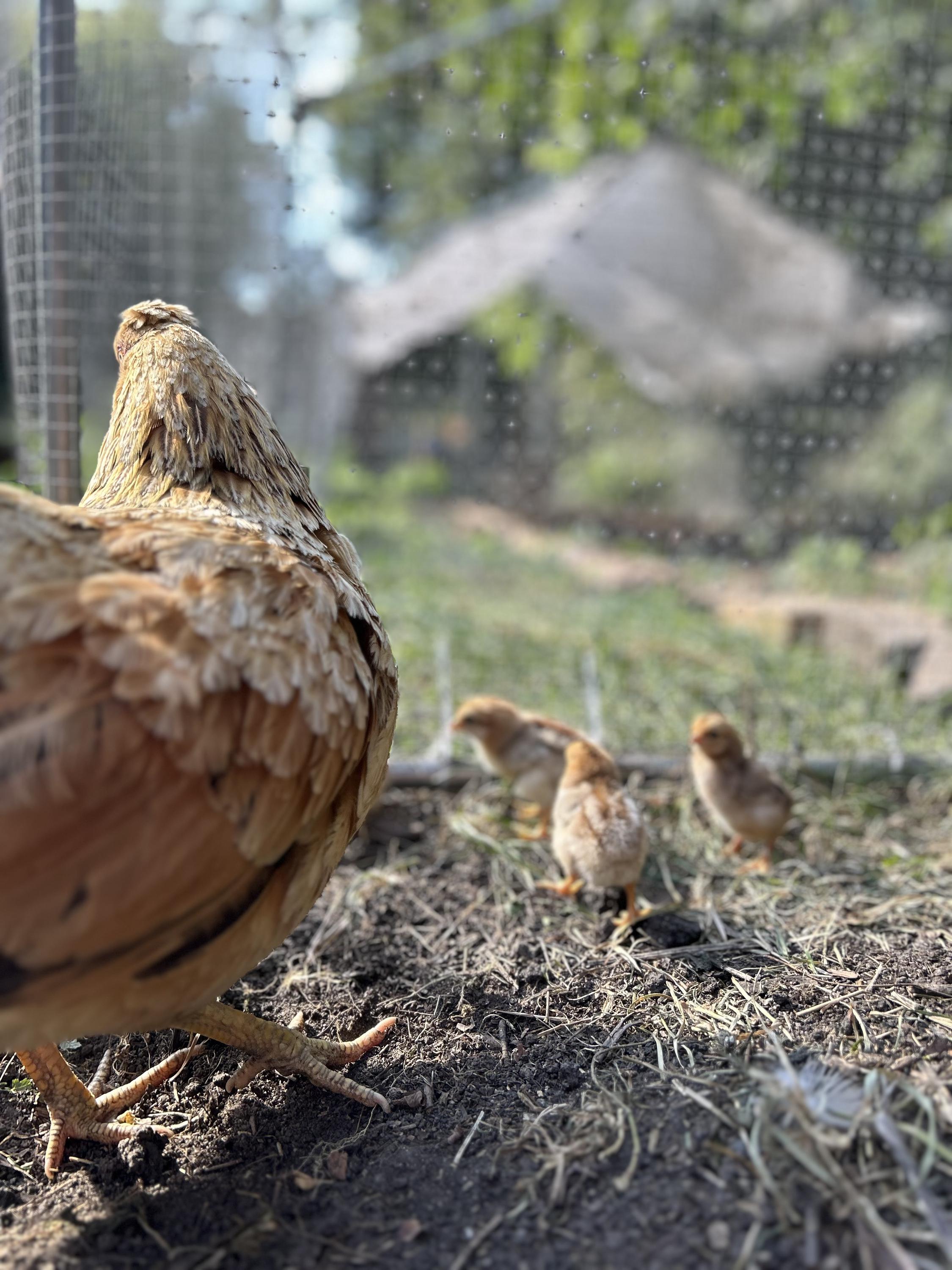 Malý farmář komunitní zahrada foto 3