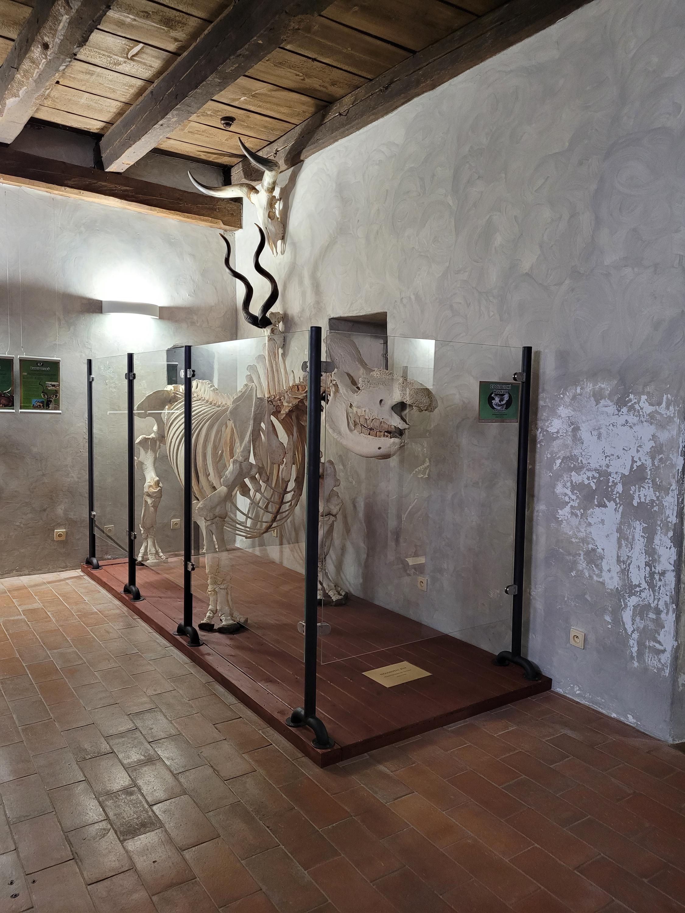 Zoologické muzeum foto 5