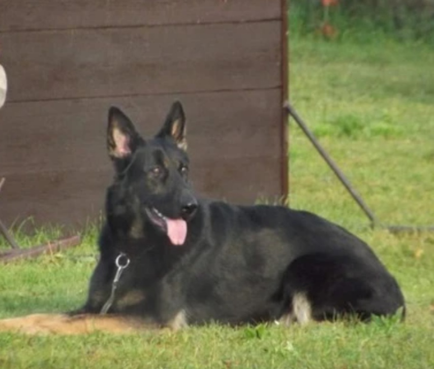 Český kynologický svaz ZKO Rousovice - 325 foto 3