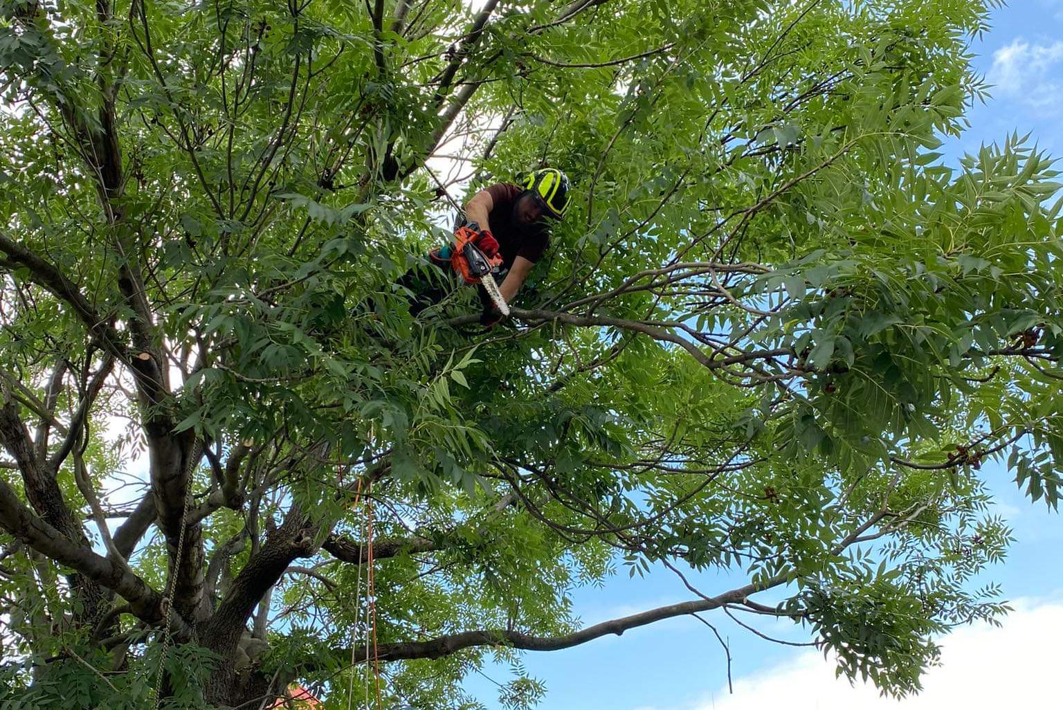 Mgr. Ondřej Outrata - Péče o stromy