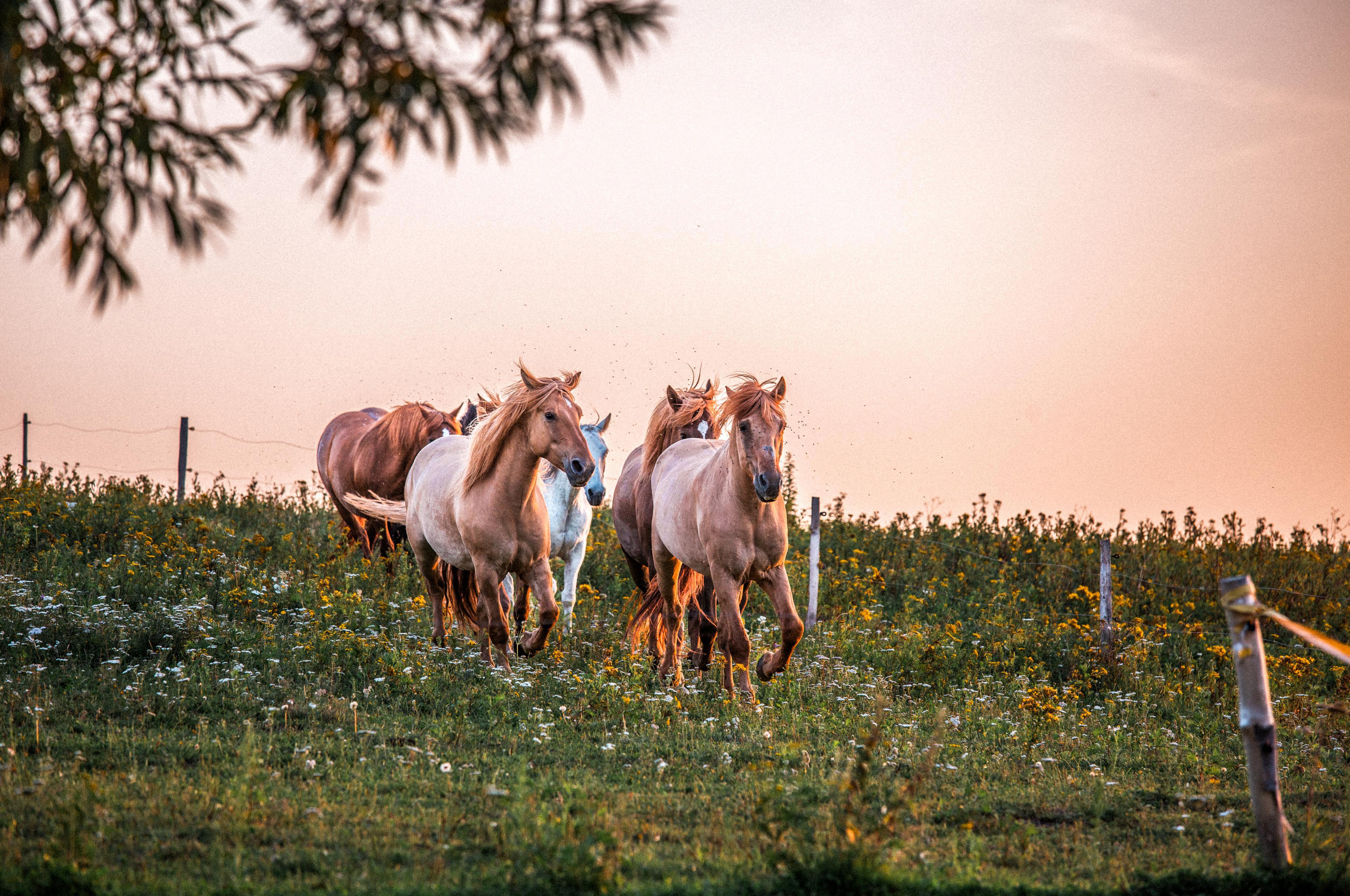Toulavý kůň - stáj Mukařov z.s. foto 1