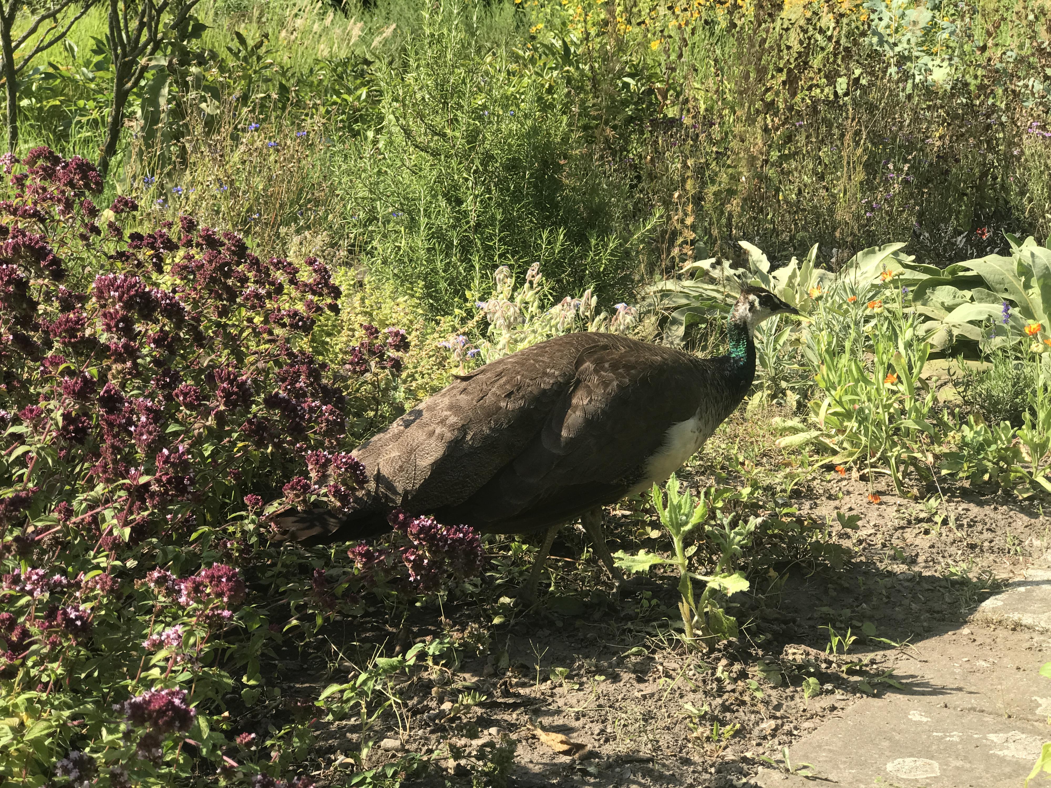 Botanická zahrada Přírodovědecké fakulty Univerzity Palackého v Olomouci foto 6