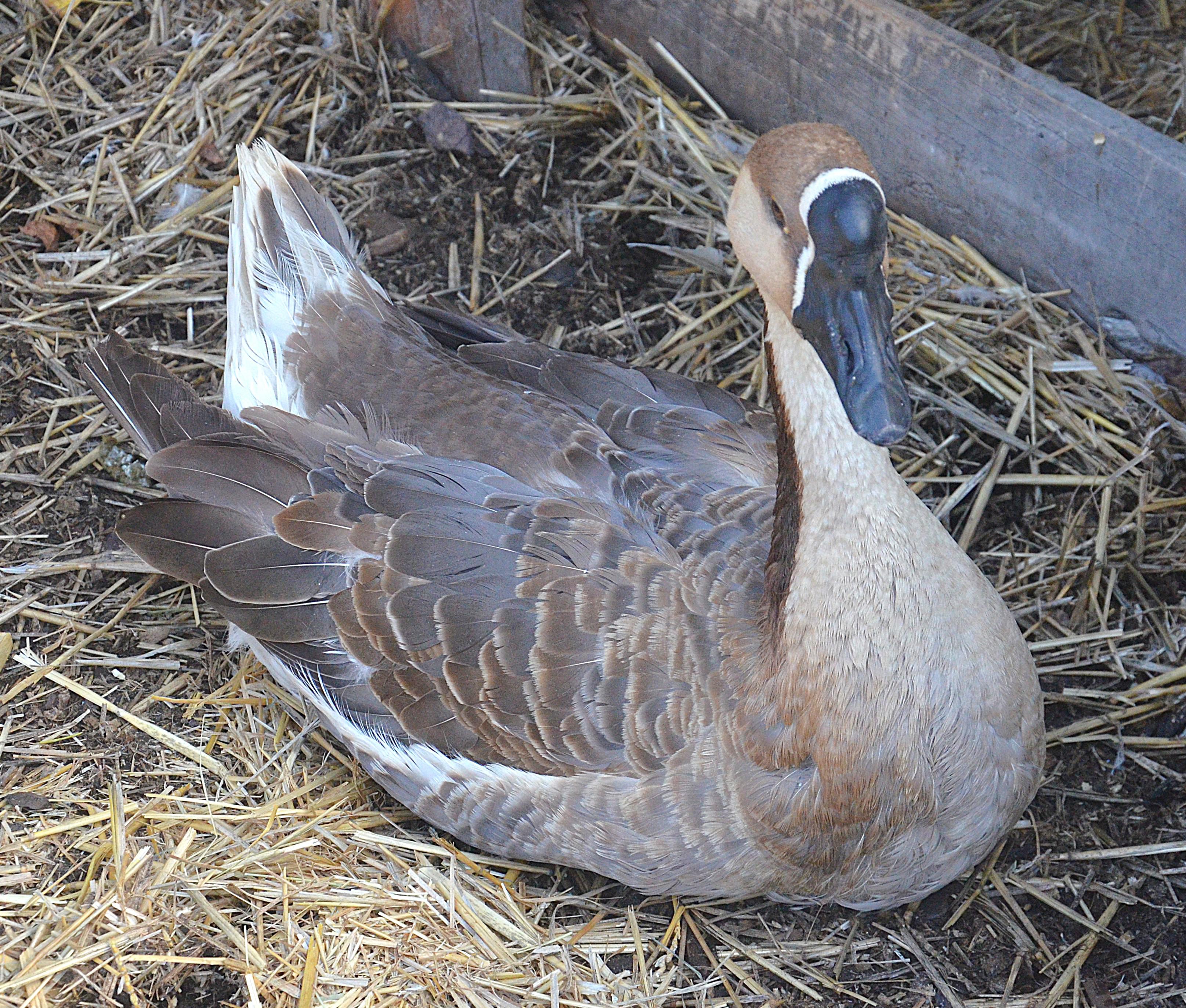 Selský dvorek Veteráni Litvínov foto 4