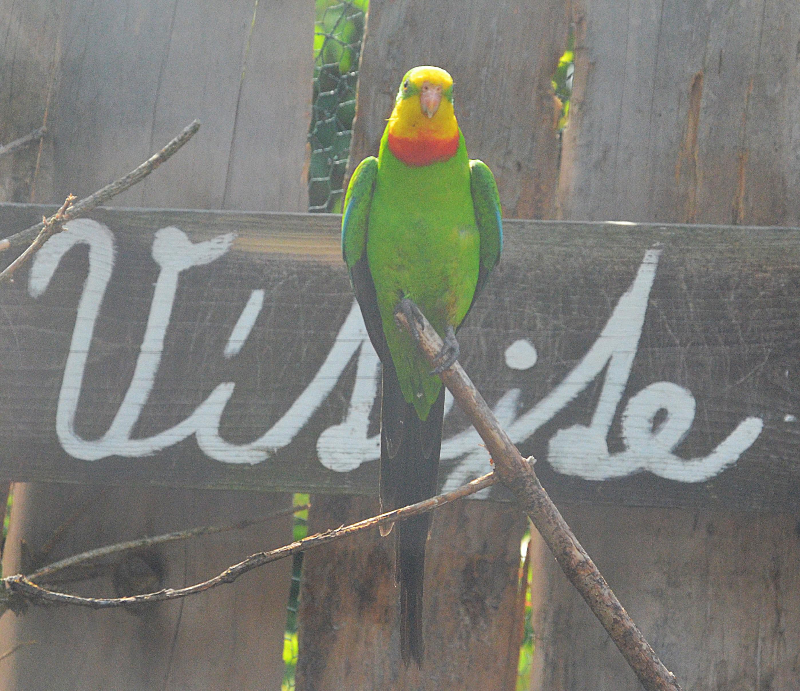 Selský dvorek Veteráni Litvínov foto 6