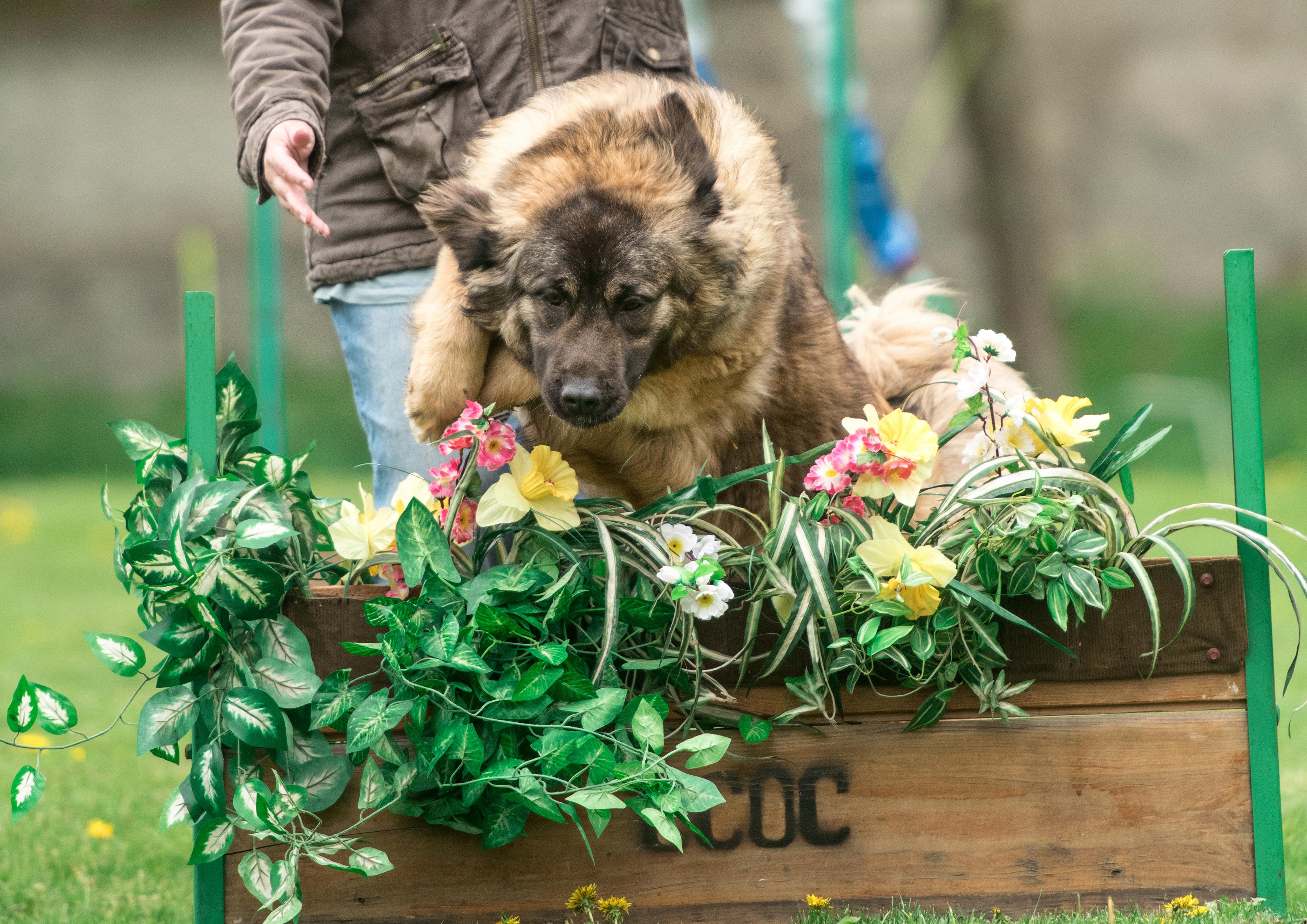 Chovatelská stanice Lištička K9 (CCOC) foto 4