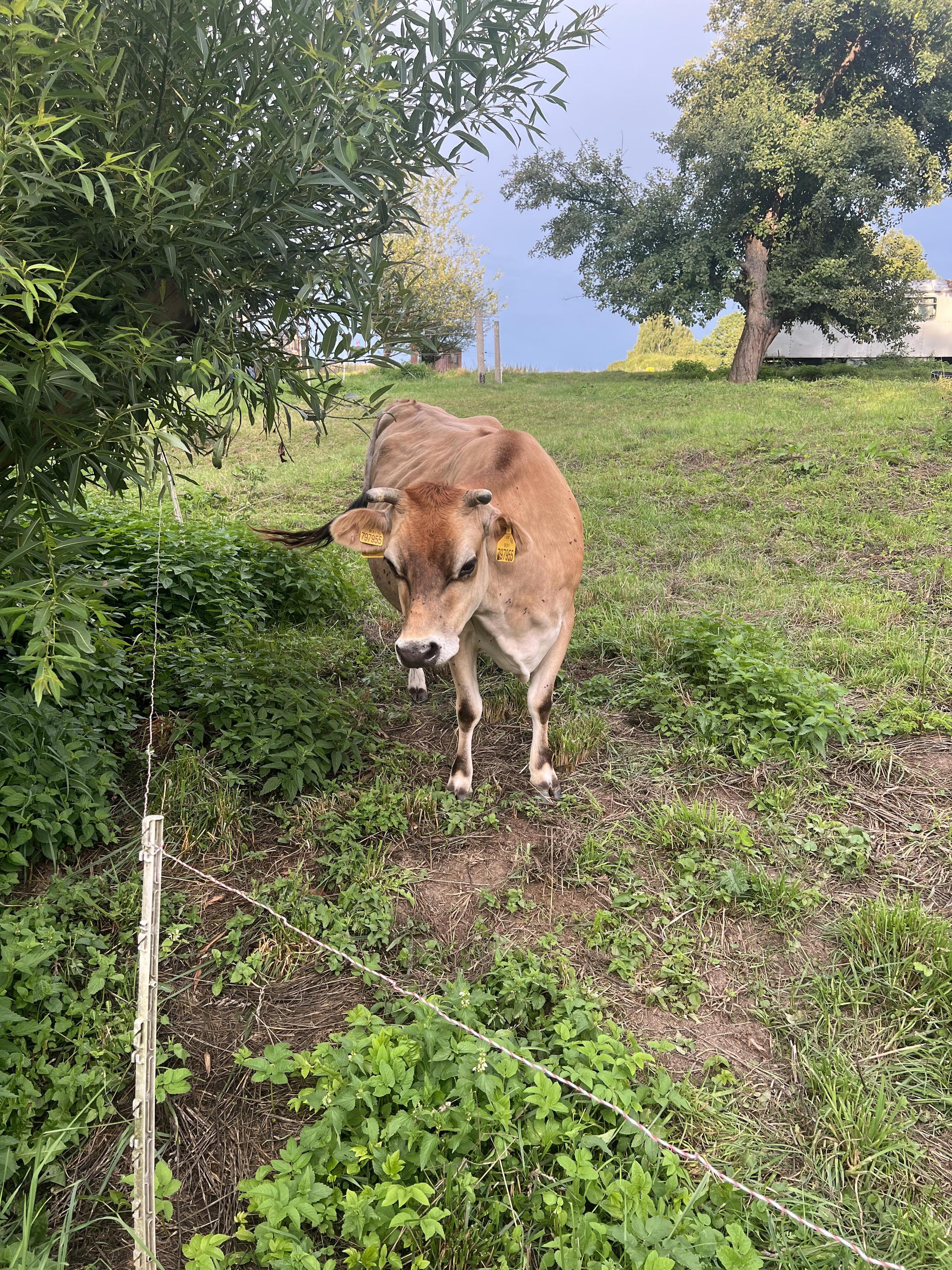 Farma Dolejší mlýn foto 6