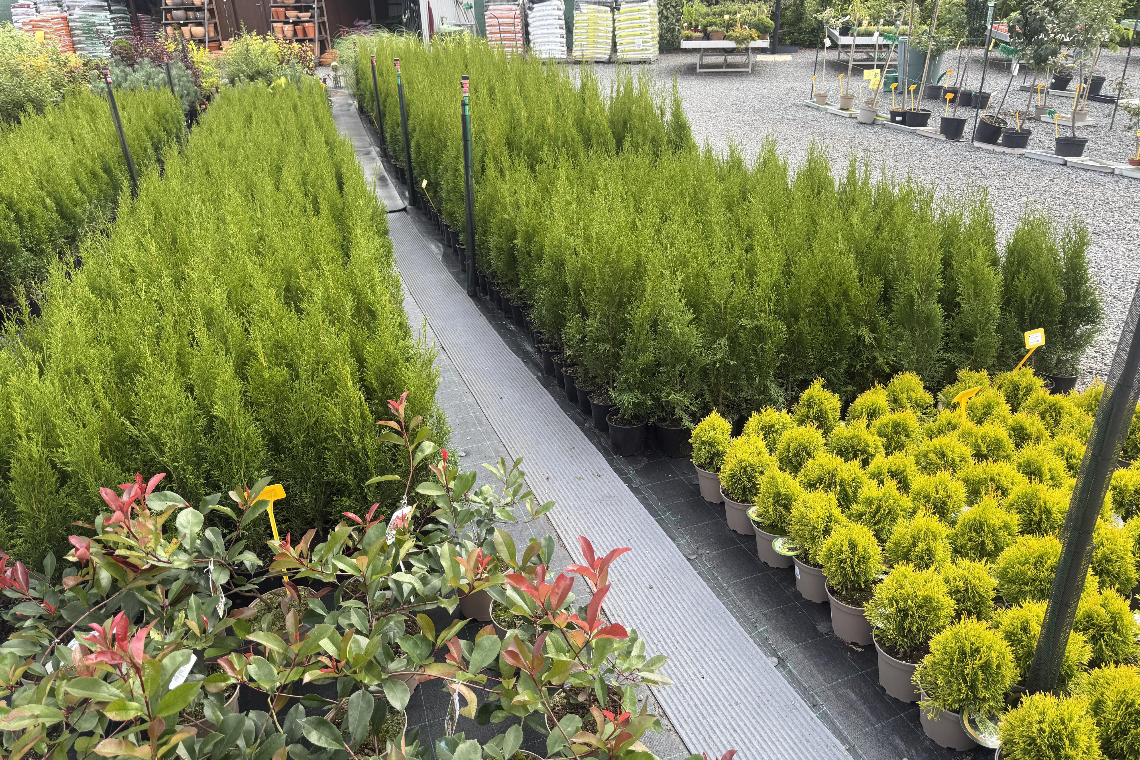 Thuje-zerav smaragdový do živ. plotů výška 90 cm.